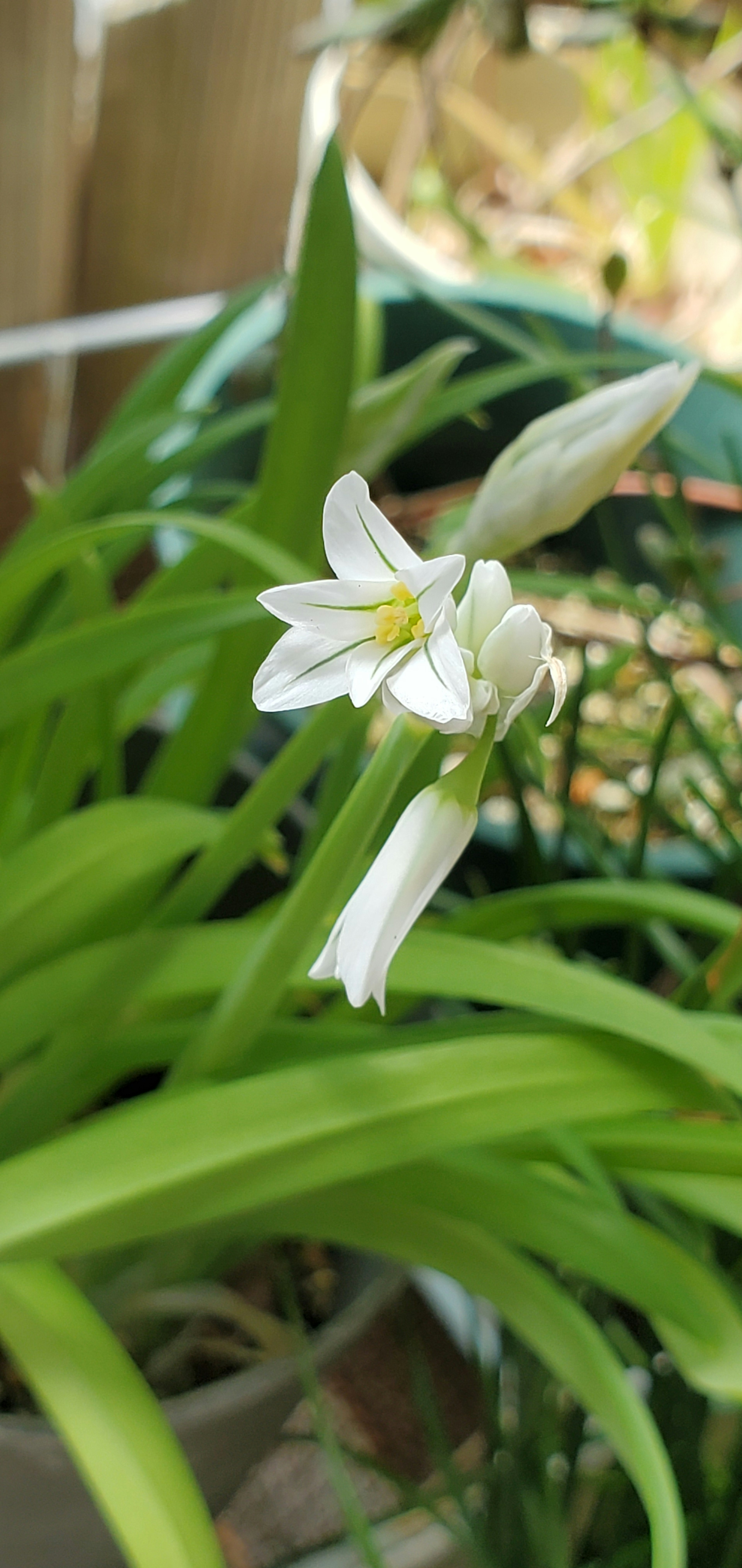 Nahaufnahme einer Pflanze mit weißen Blüten umgeben von grünen Blättern