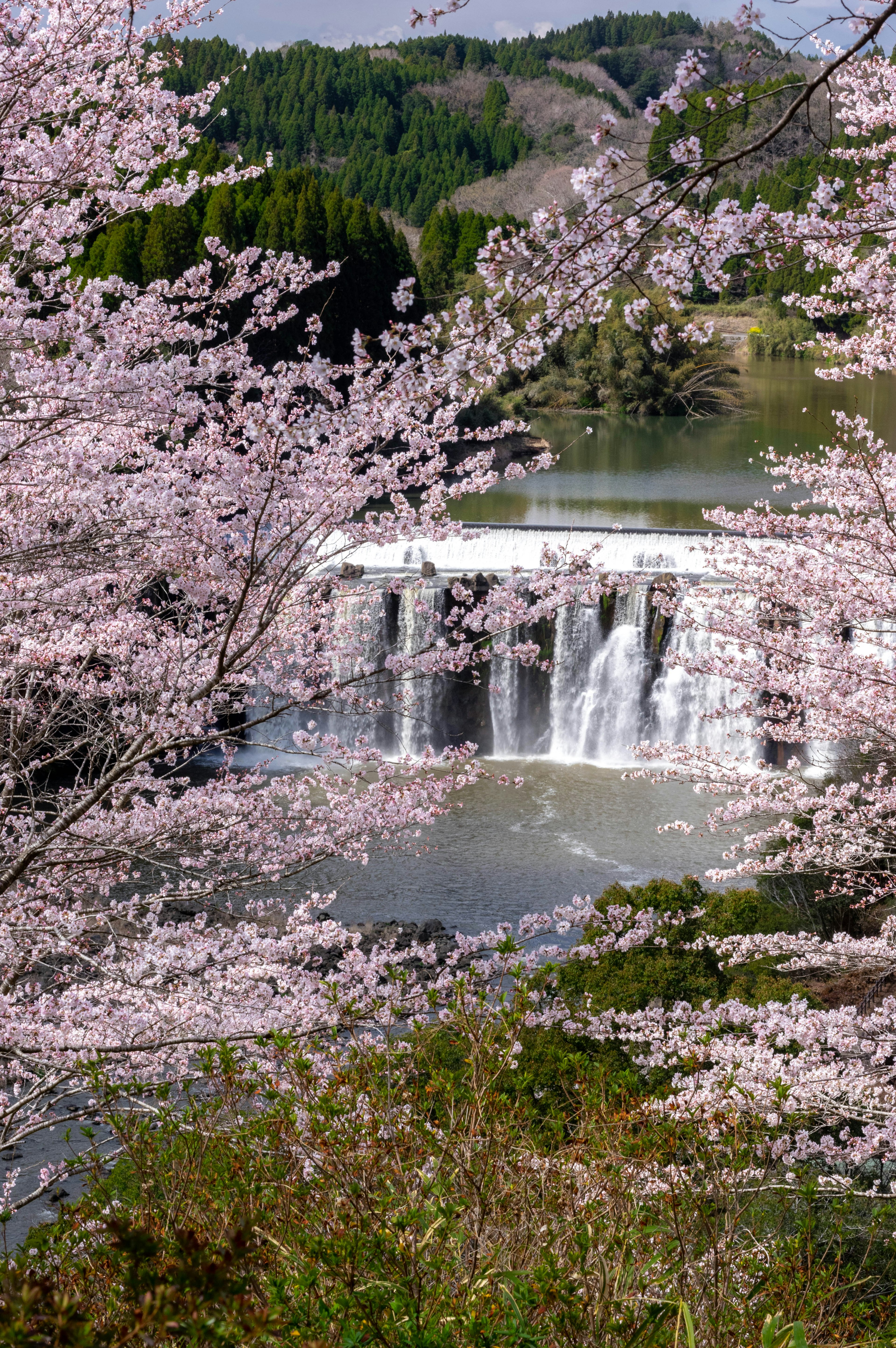 Scenic view of cherry blossoms and a waterfall