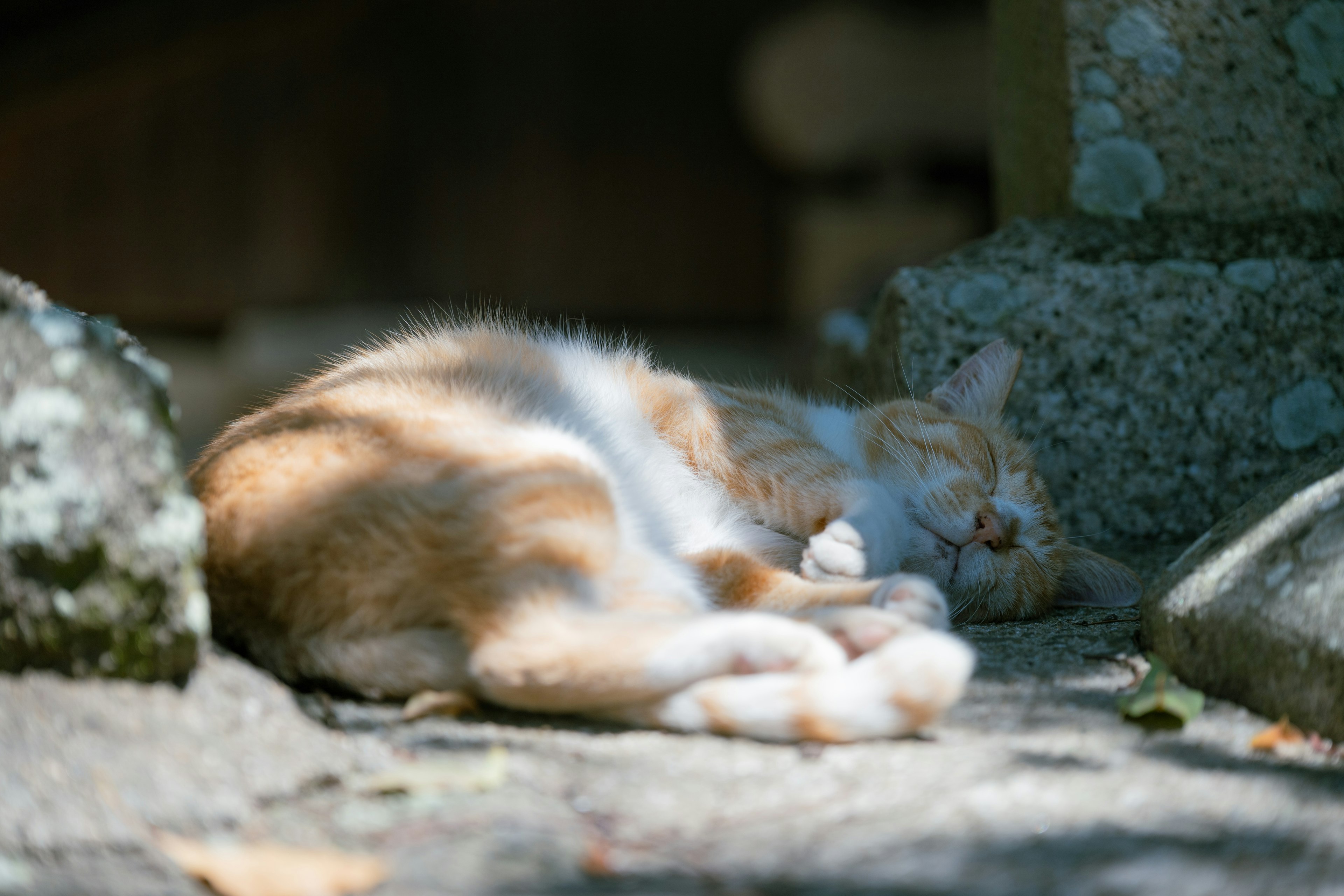 Kucing oranye tidur di bawah naungan