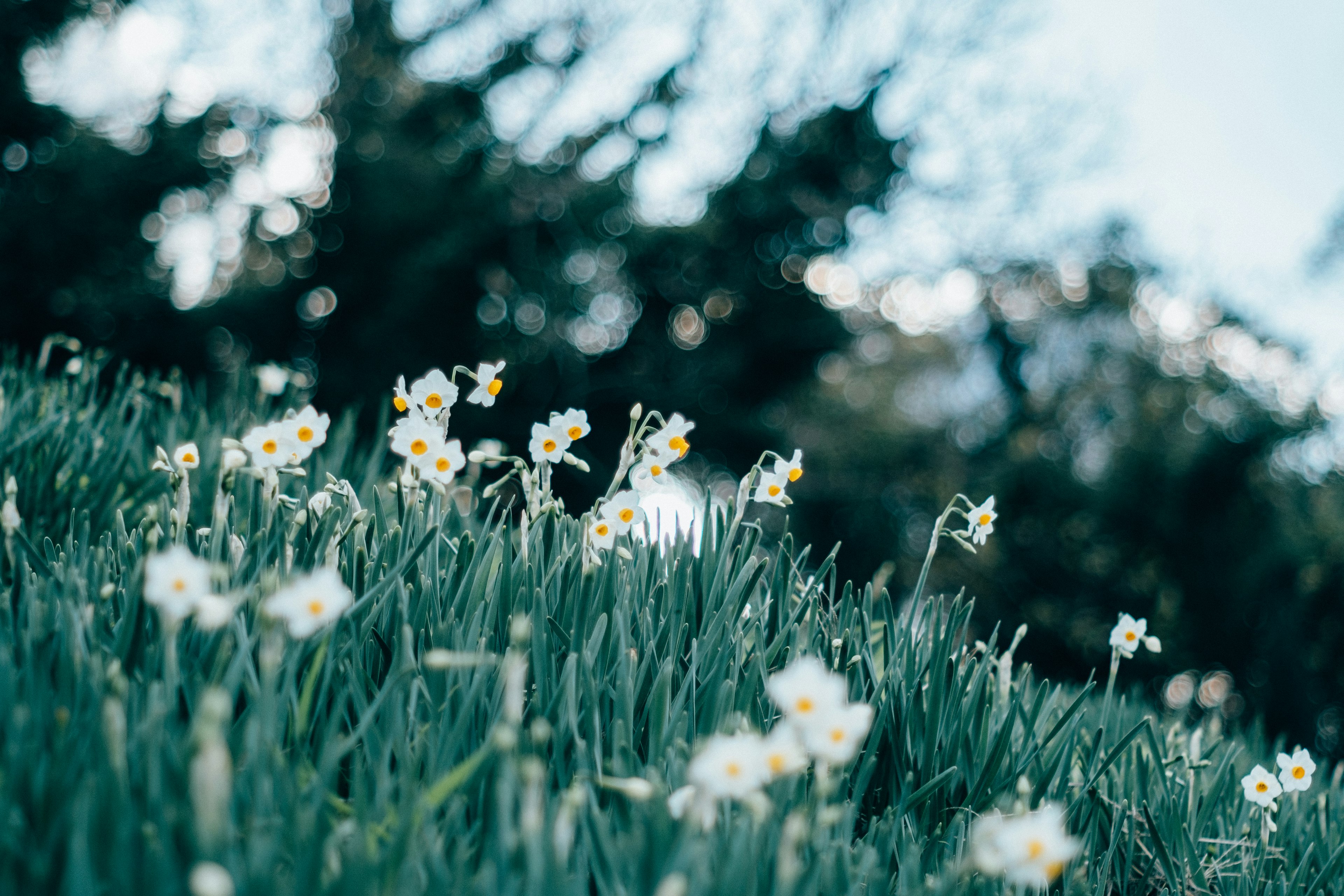 Groupe de fleurs blanches fleurissant parmi l'herbe verte