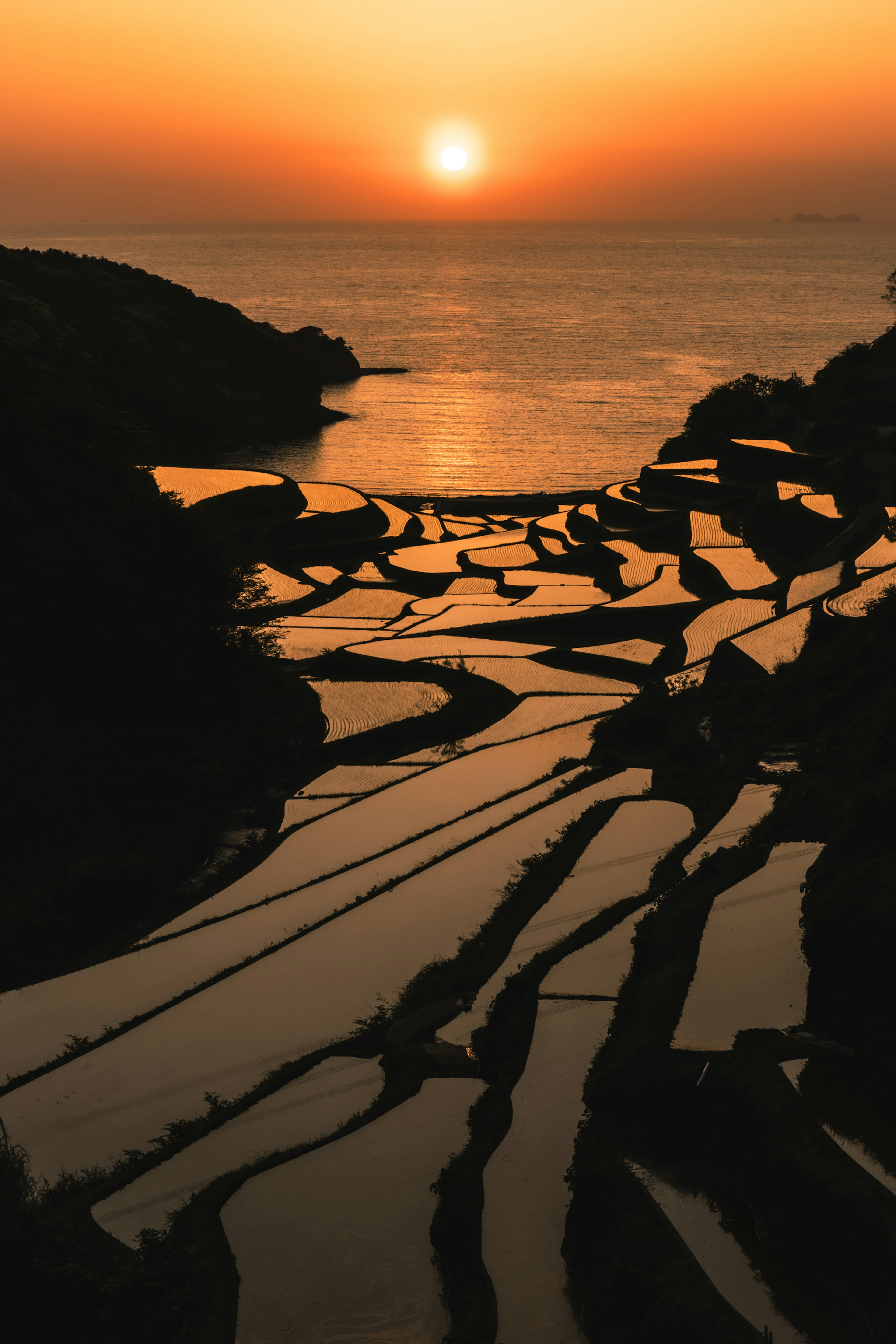 Scenic view of terraced rice fields at sunset