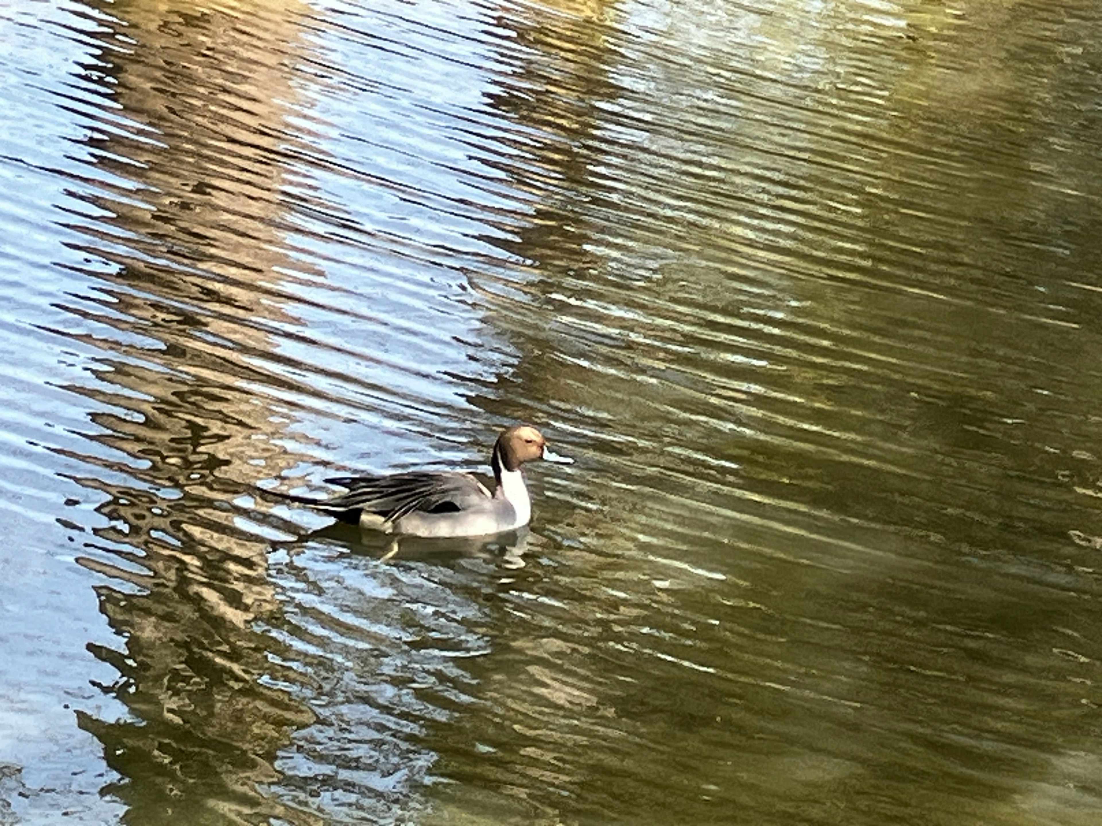 Eine Ente schwimmt auf einem ruhigen Teich mit rippligem Wasser