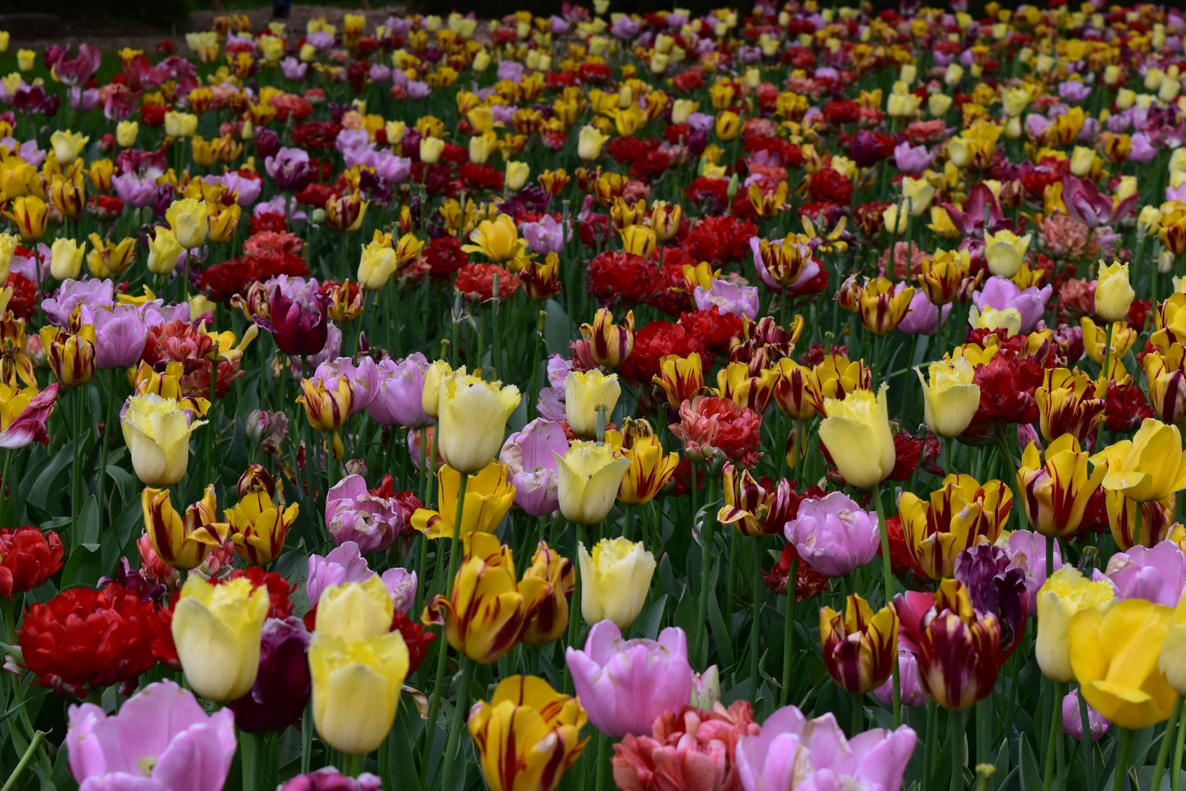 Un champ vibrant de tulipes en fleurs de différentes couleurs