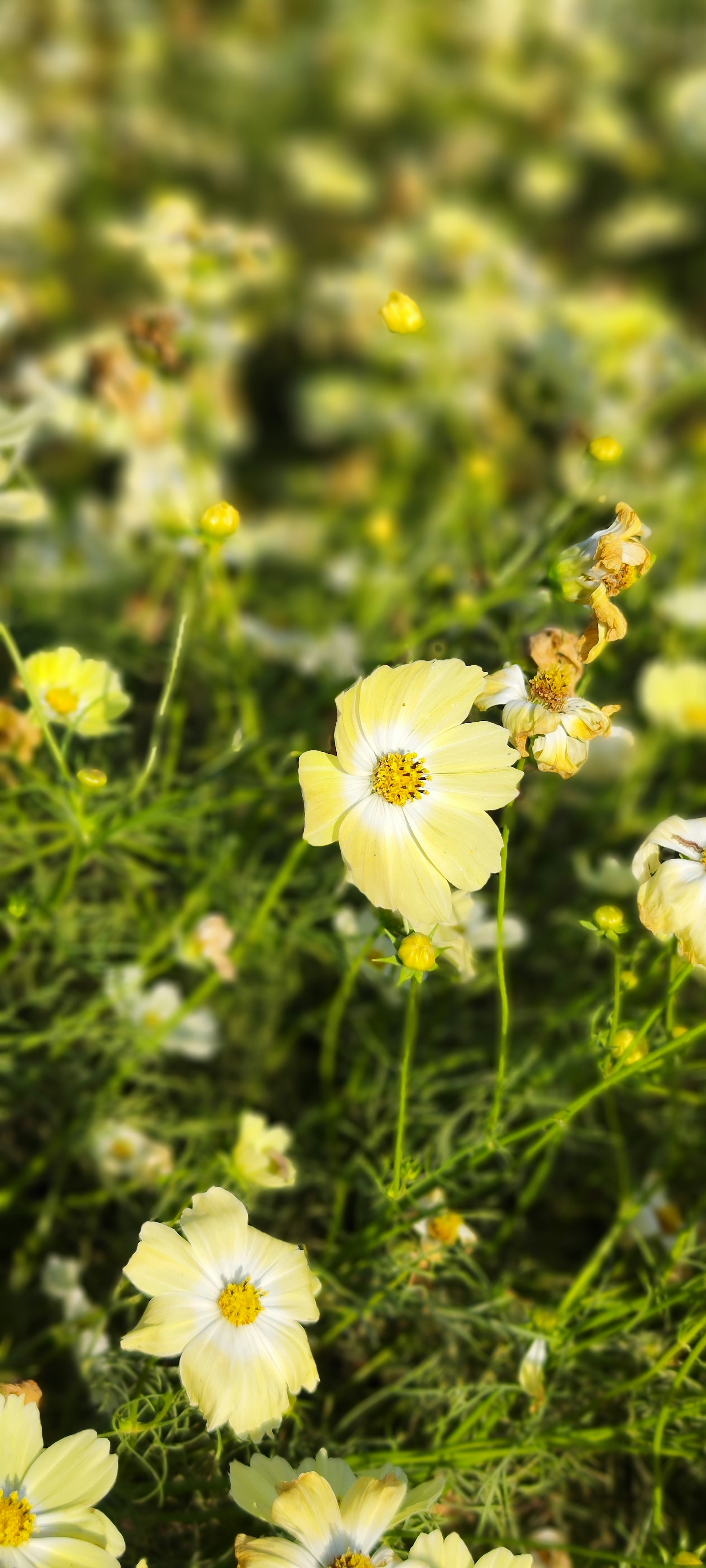 Un vibrante campo de flores amarillas en flor