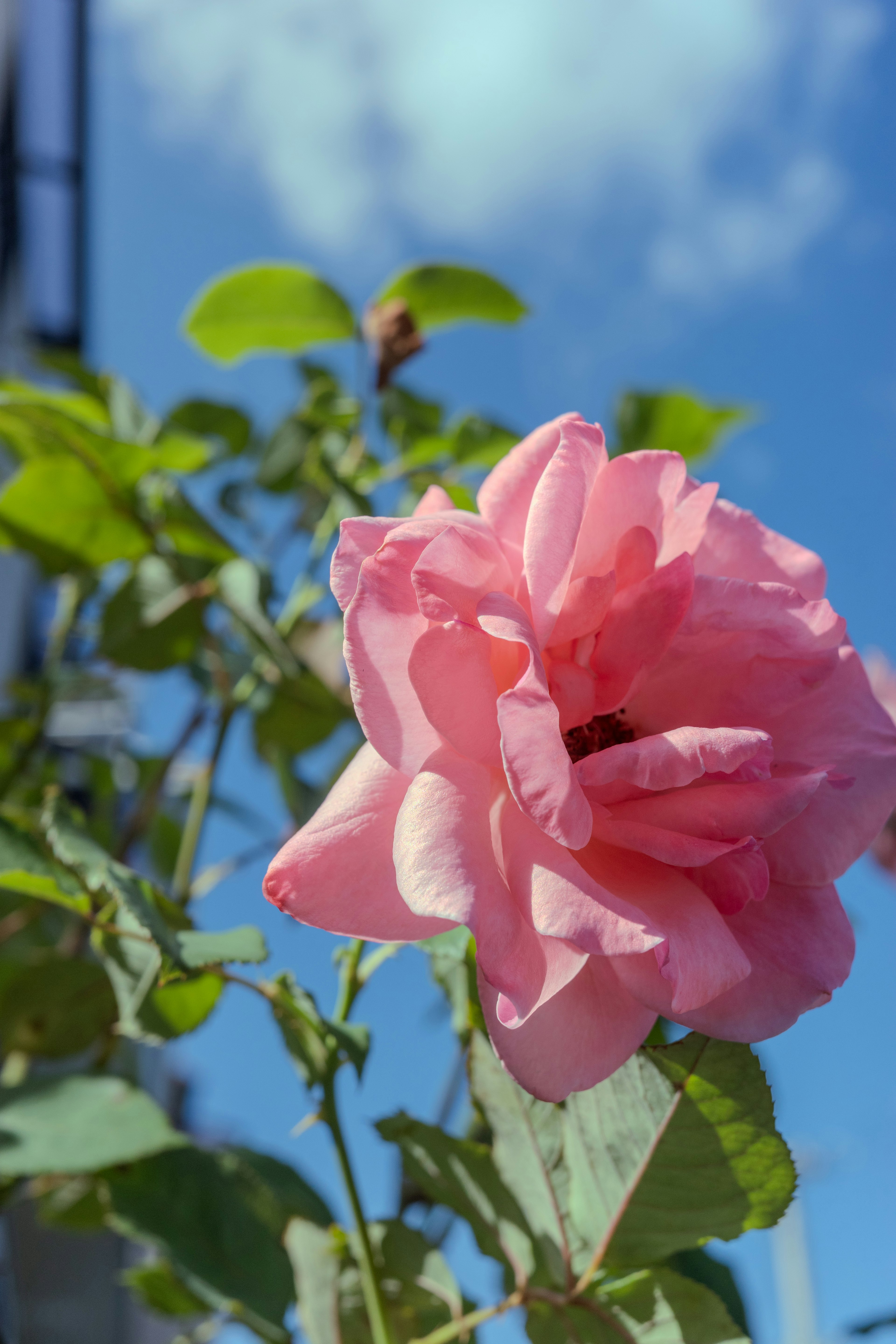 Helle rosa Rose blüht unter blauem Himmel