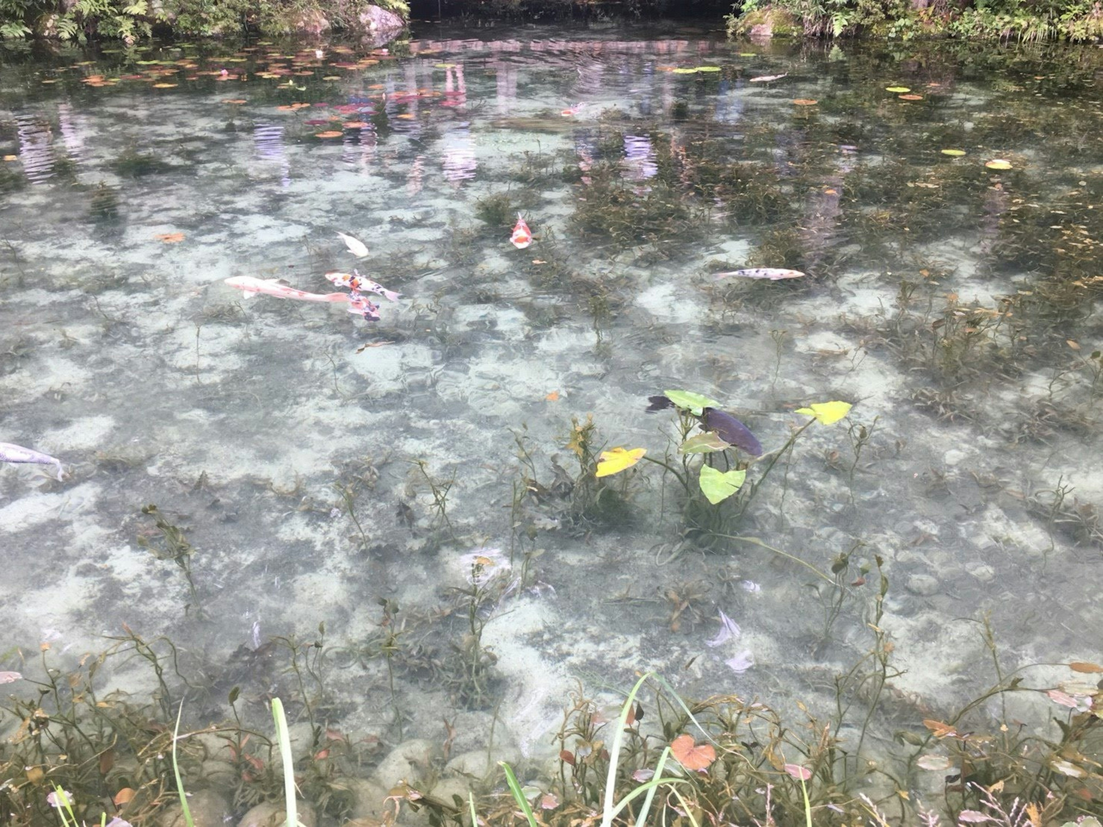 Superficie dell'acqua con foglie galleggianti e piante detriti sparsi in acqua sporca