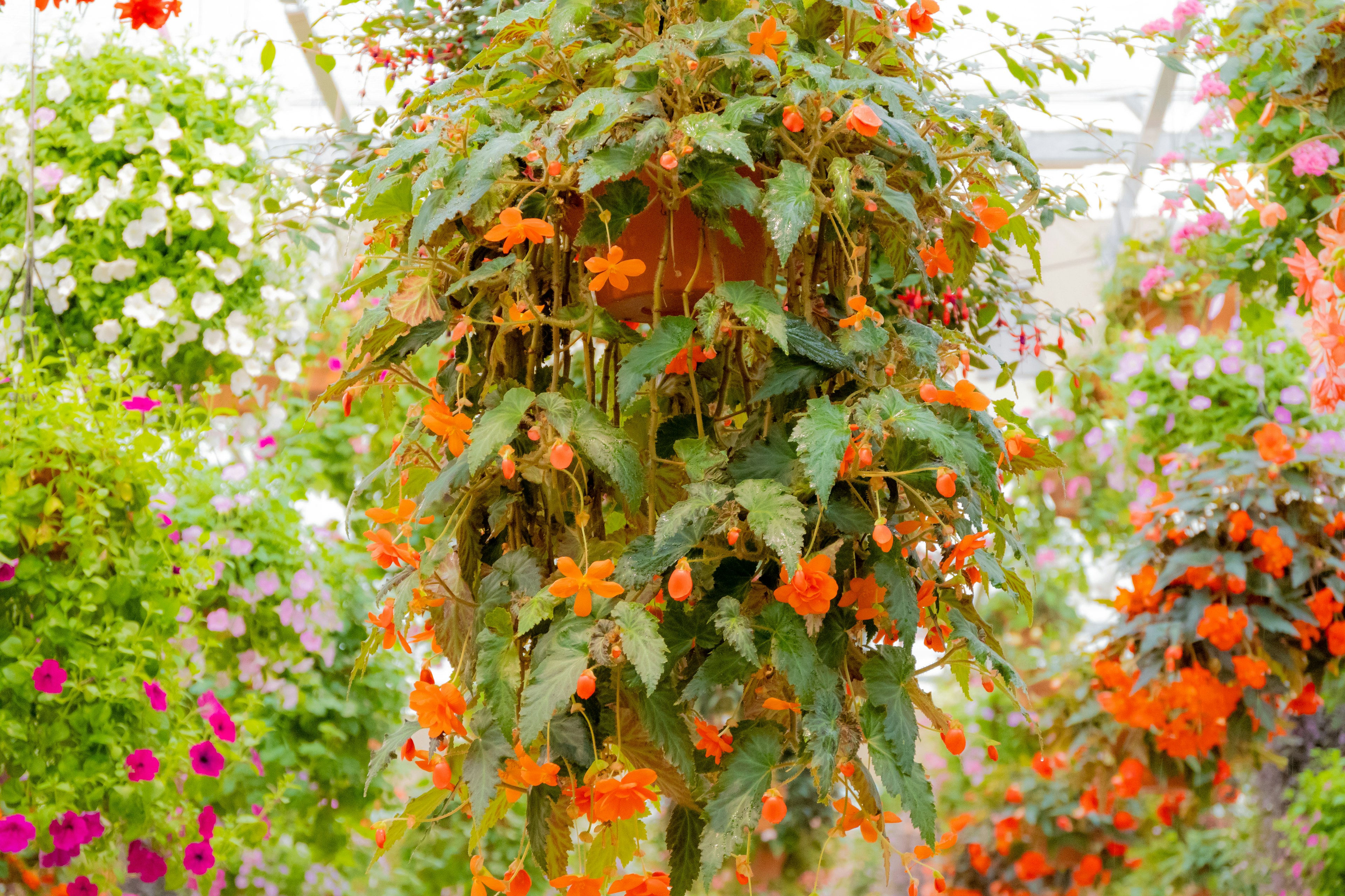 オレンジ色の花が咲く垂れ下がる植物のクローズアップ色とりどりの花々が背景に広がっている