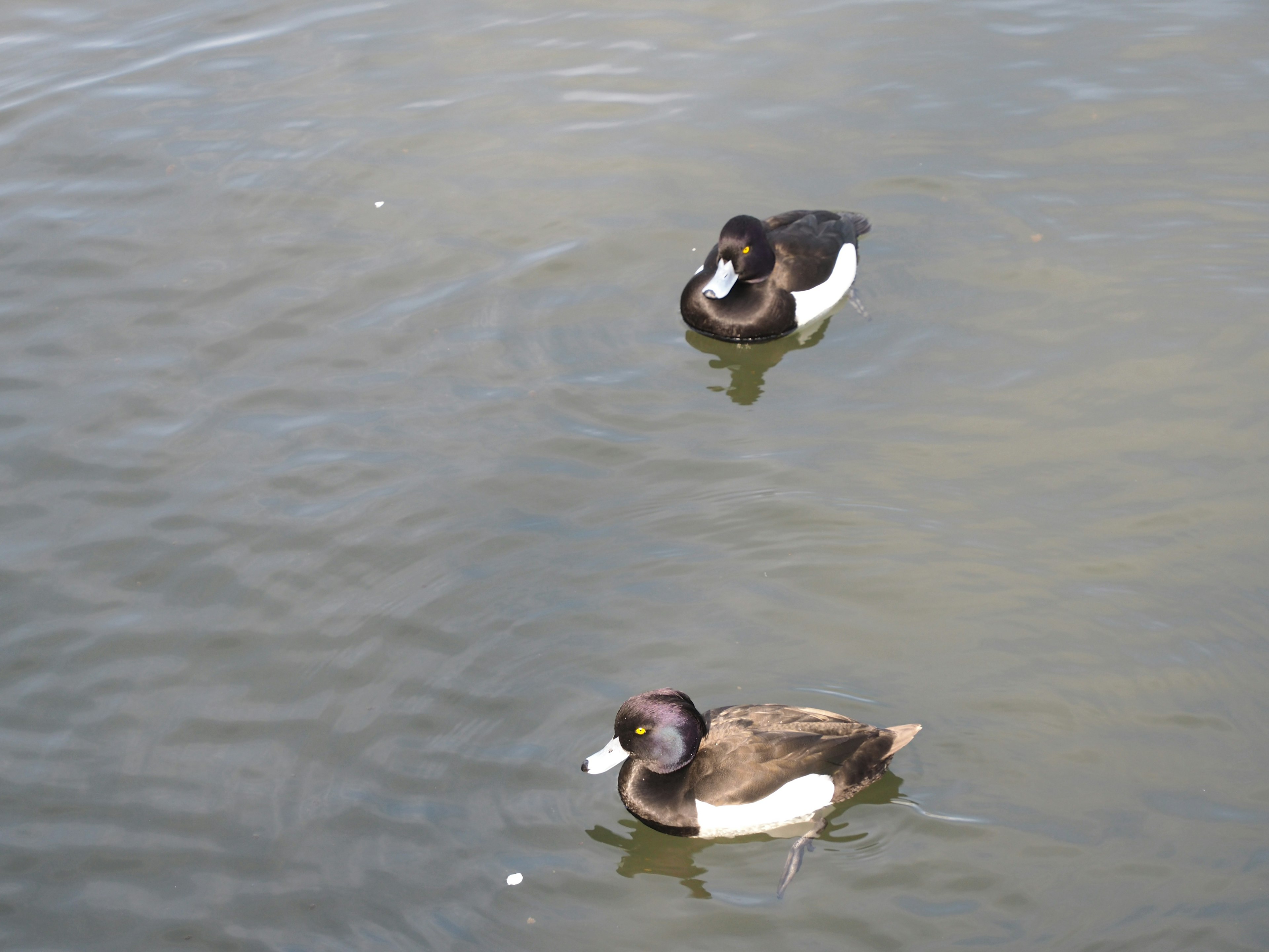 Dos patos flotando en el agua, uno negro y blanco y el otro marrón y blanco