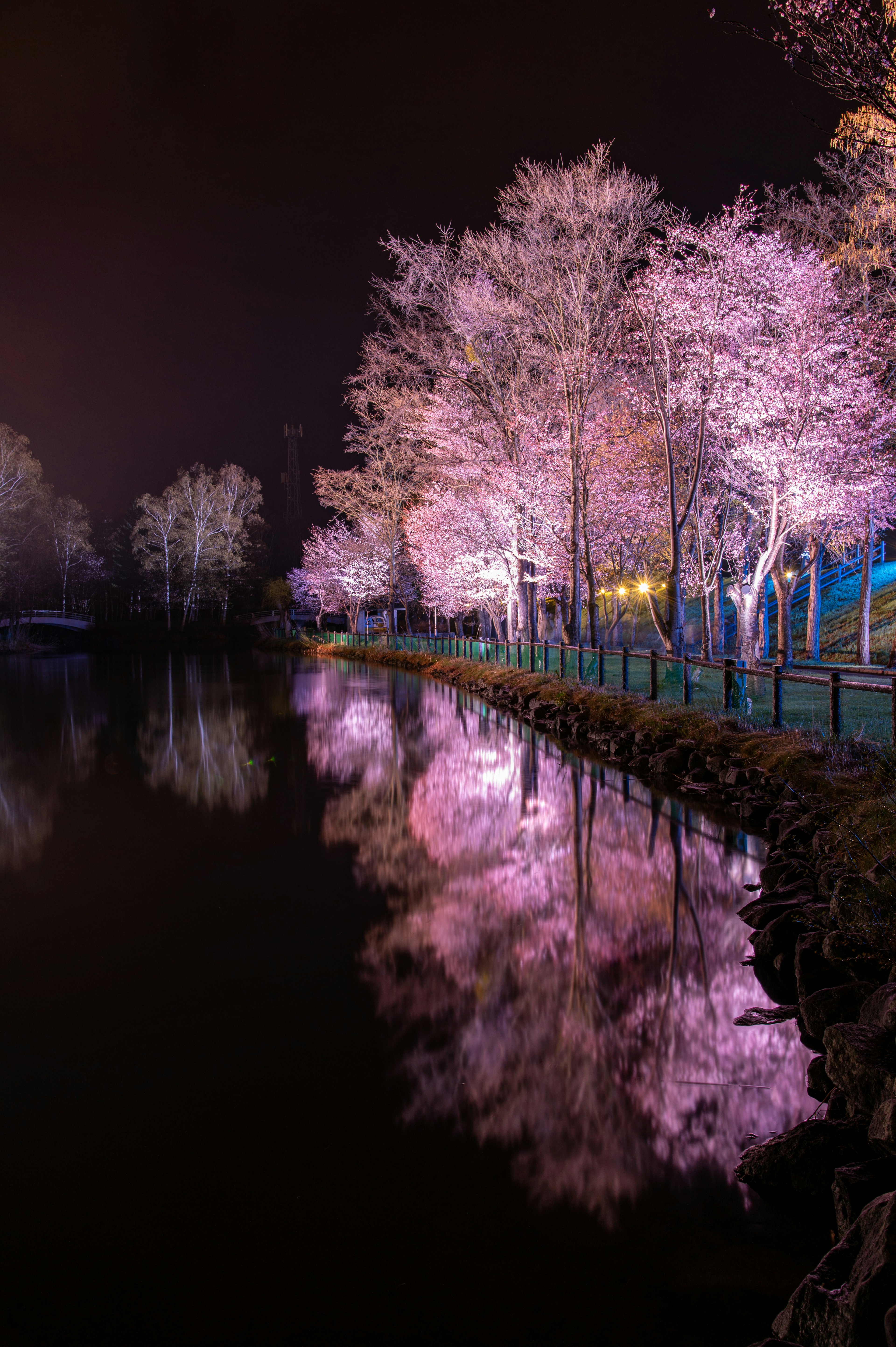 Soft pink trees along a river at night with reflections