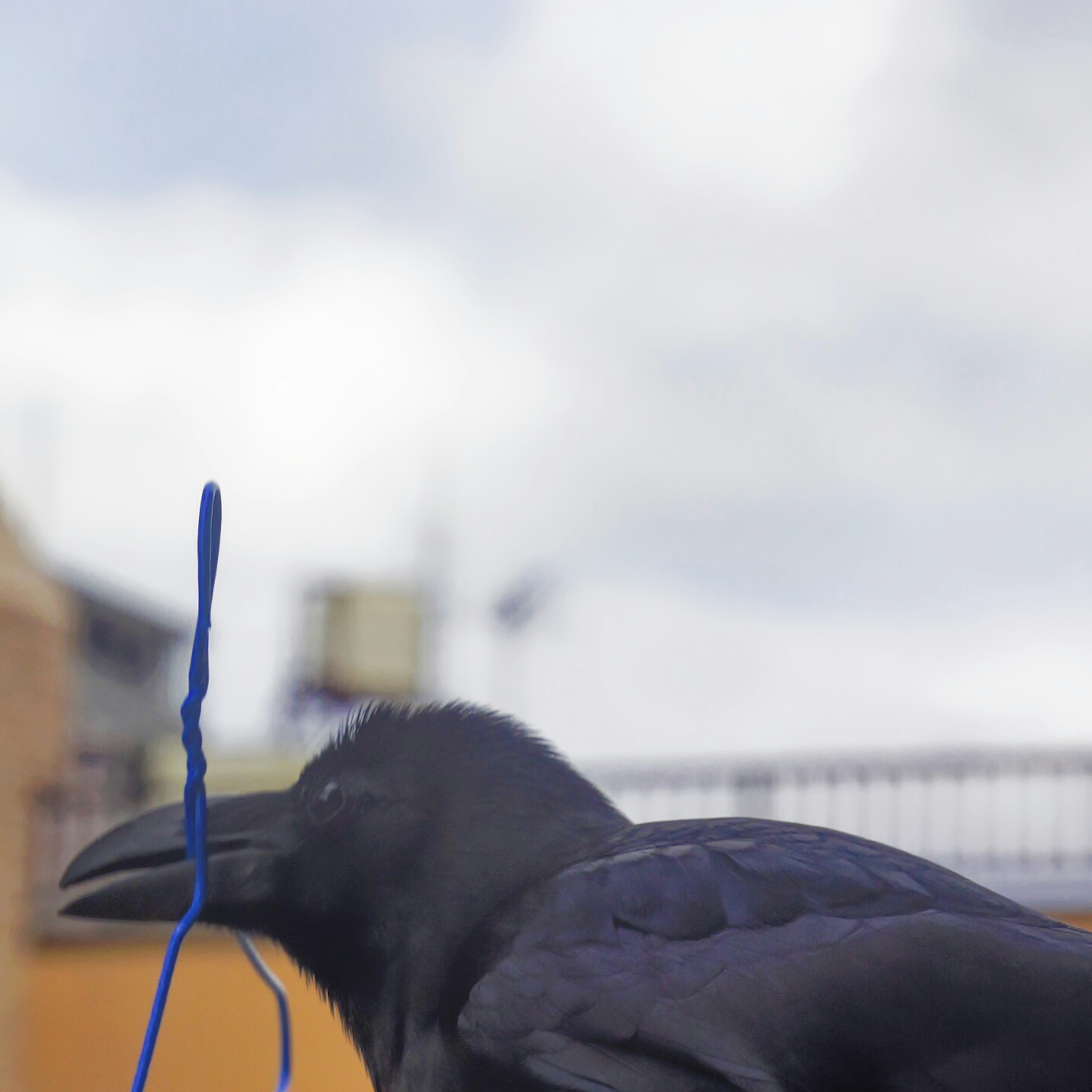 Profil latéral d'un corbeau tenant une ficelle bleue