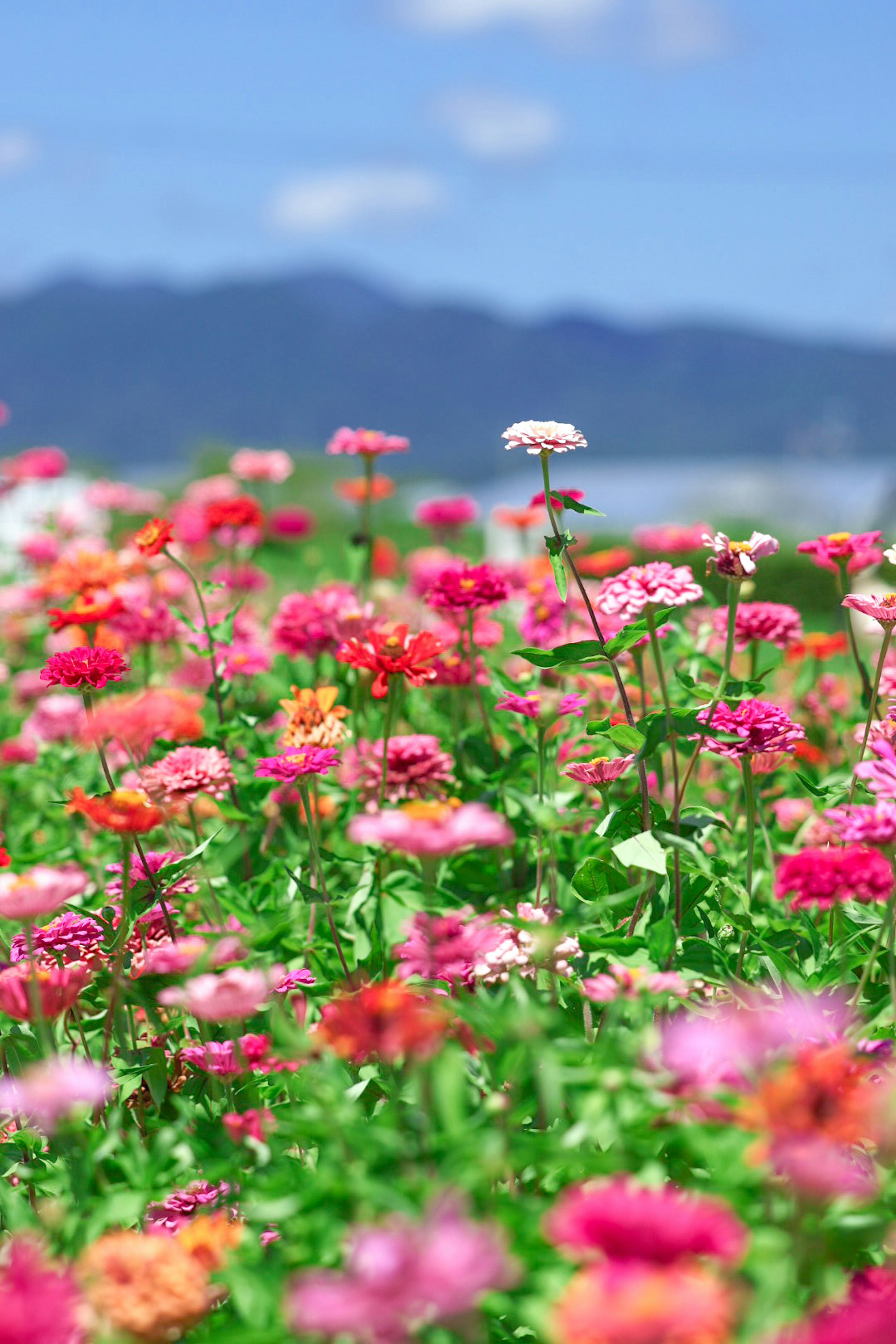 色とりどりの花が咲く風景