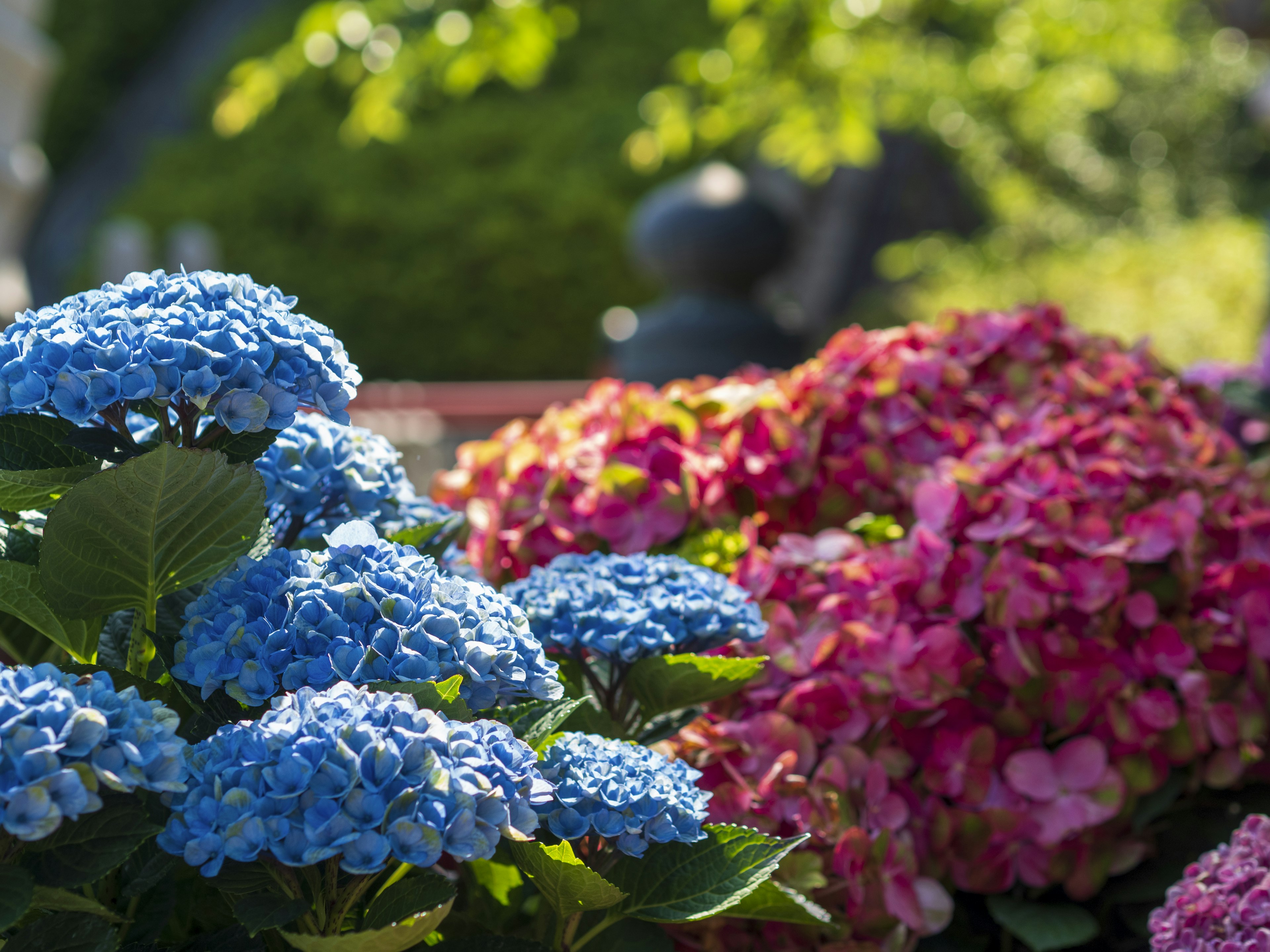 Hortensias azules y flores rosas en un jardín