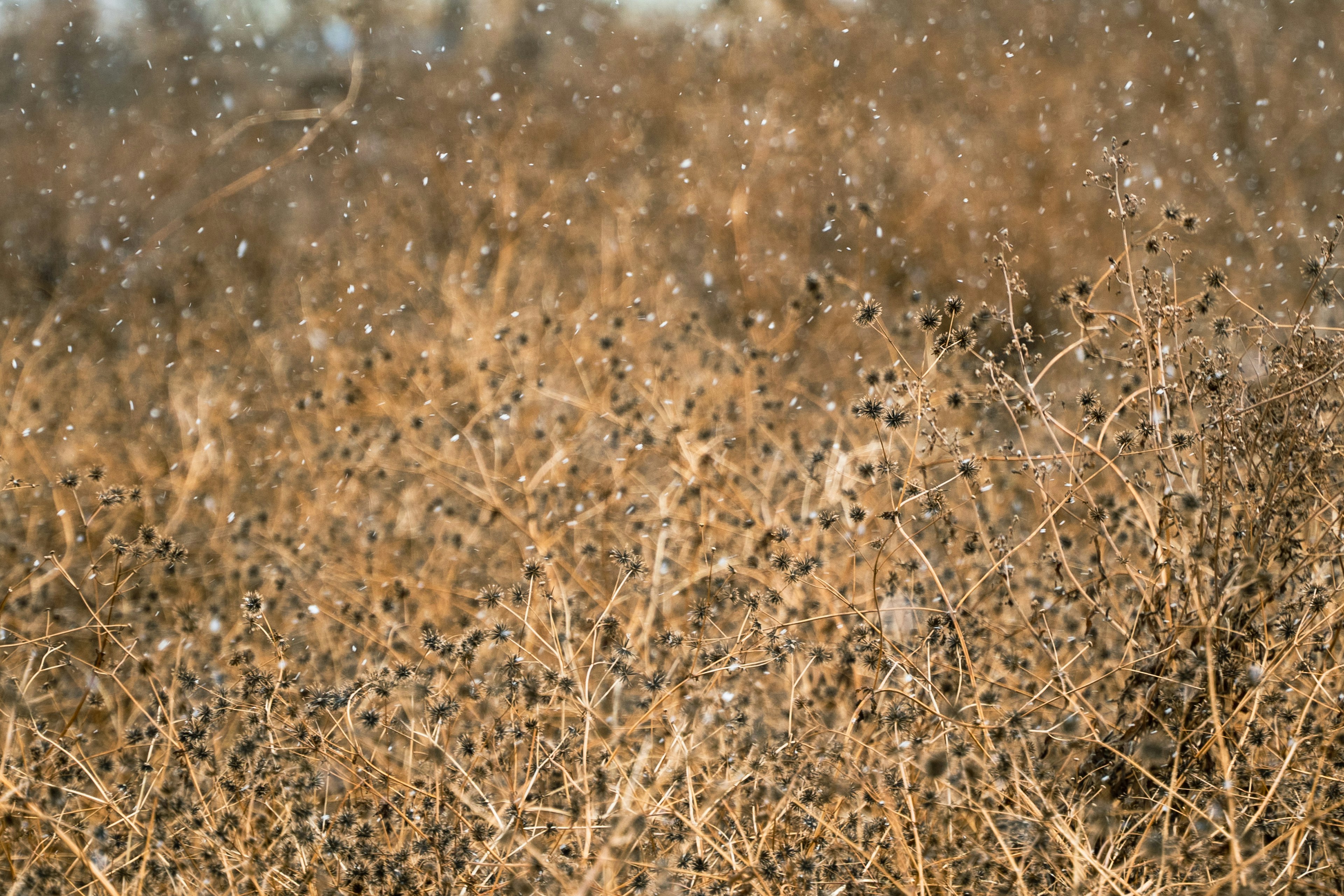 Plantes brunes et gousses de graines dans un fond de prairie sèche