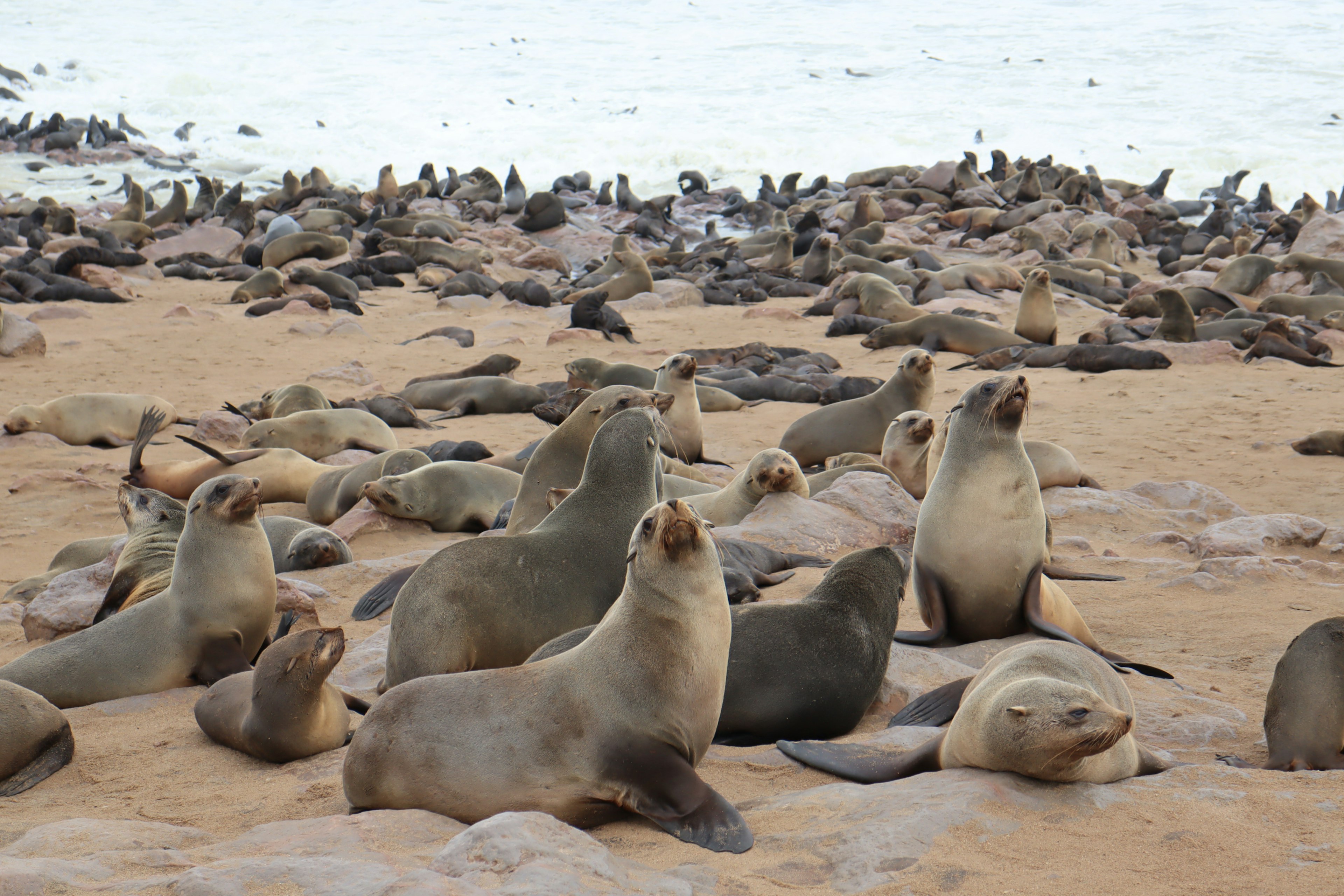 Un grupo de leones marinos descansando en una playa de arena con el océano de fondo