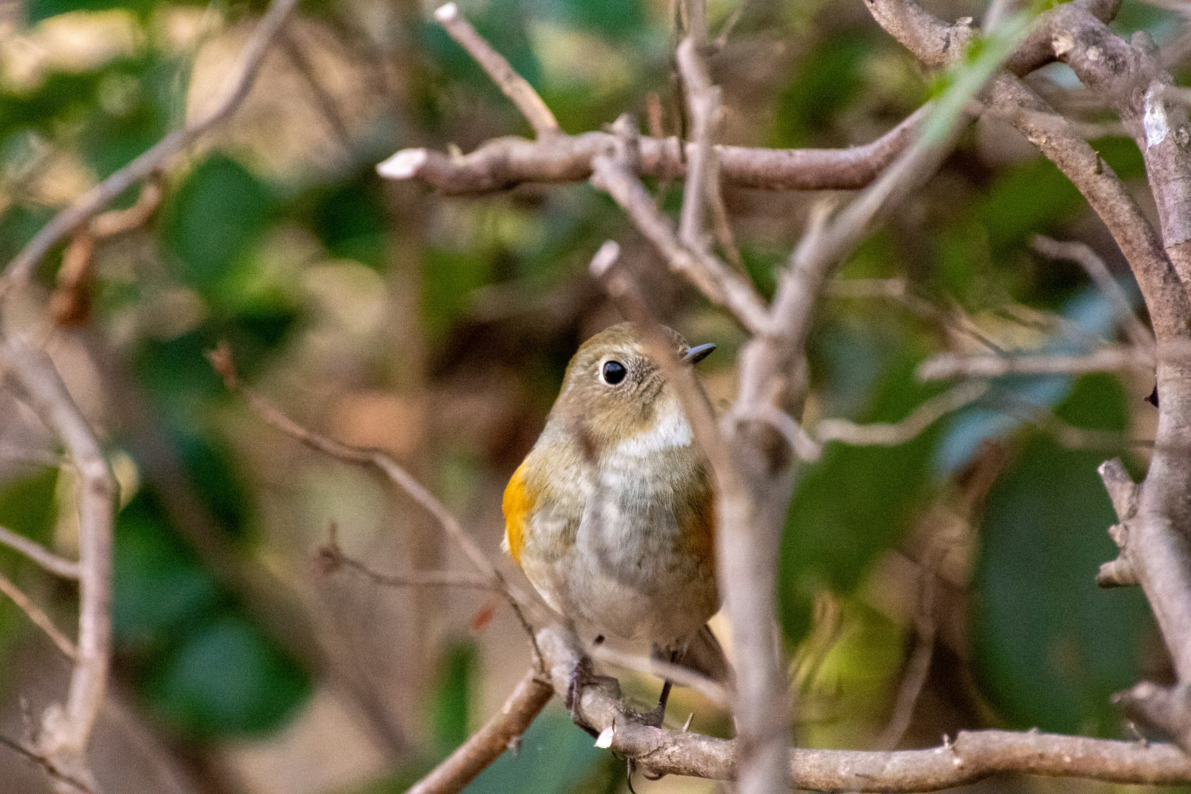 A small bird peeking through branches with a green background