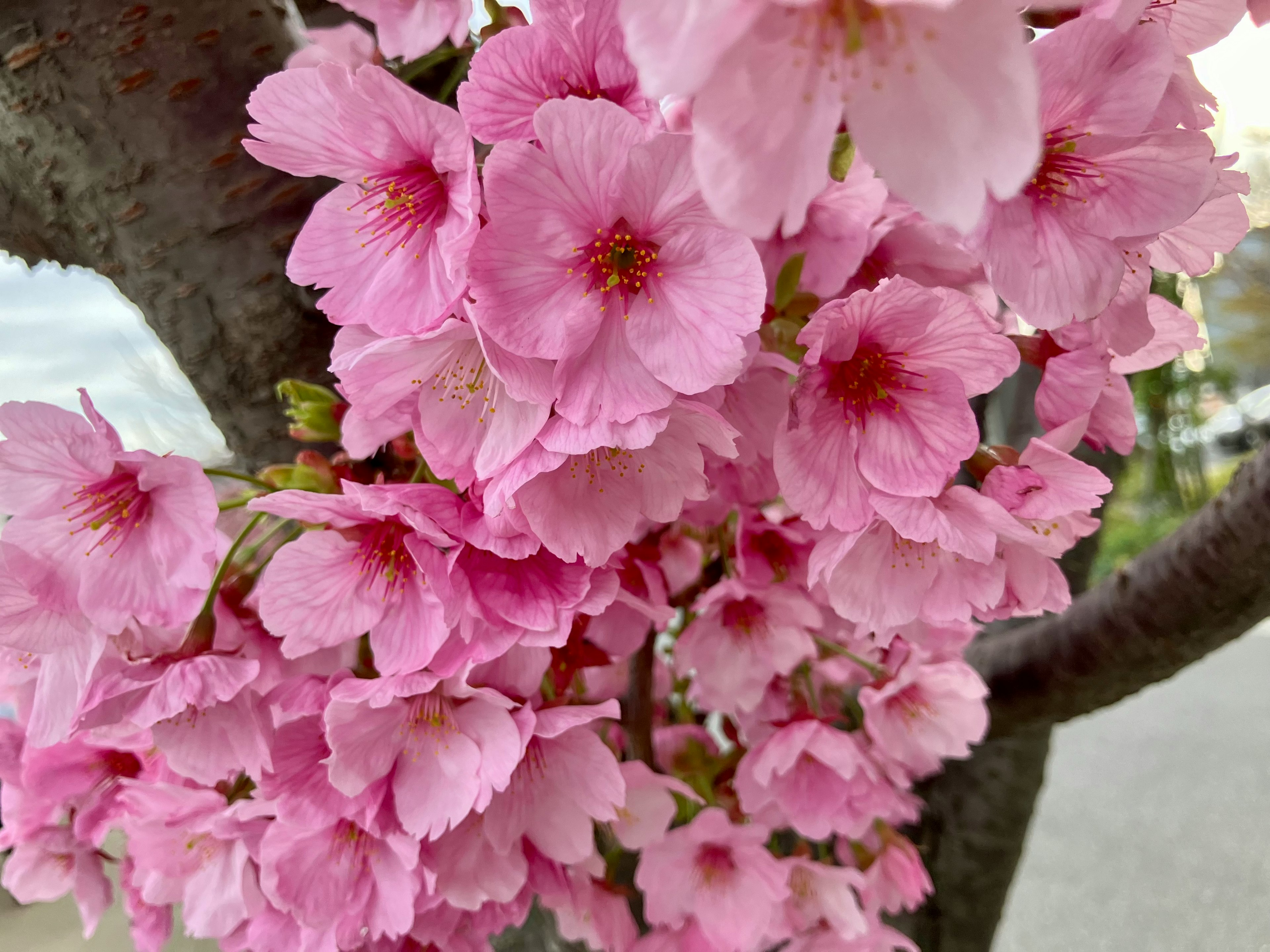 満開の桜の花が咲いている枝のクローズアップ