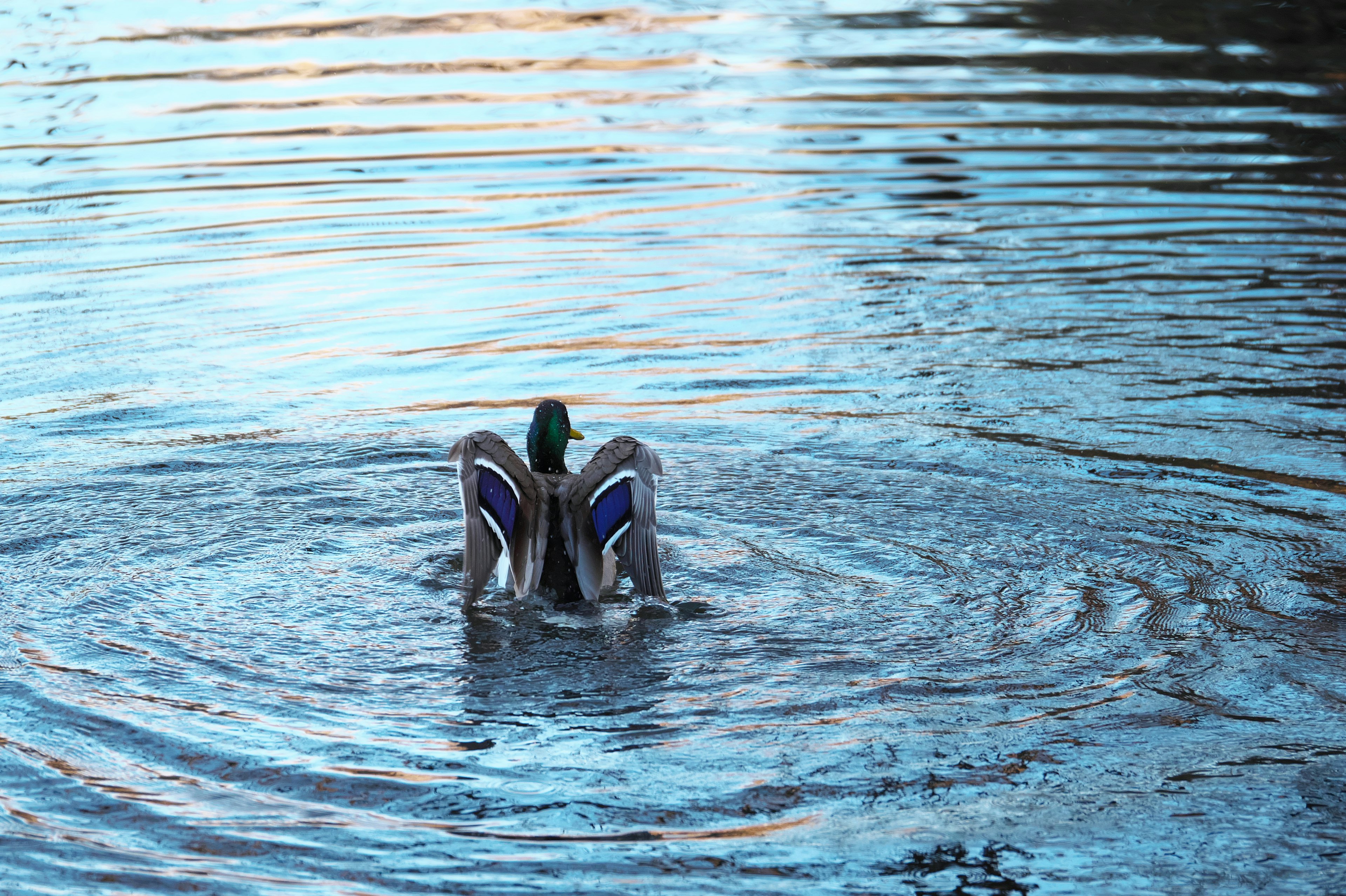 Männlicher Erpel schwimmt im Wasser mit Wellen