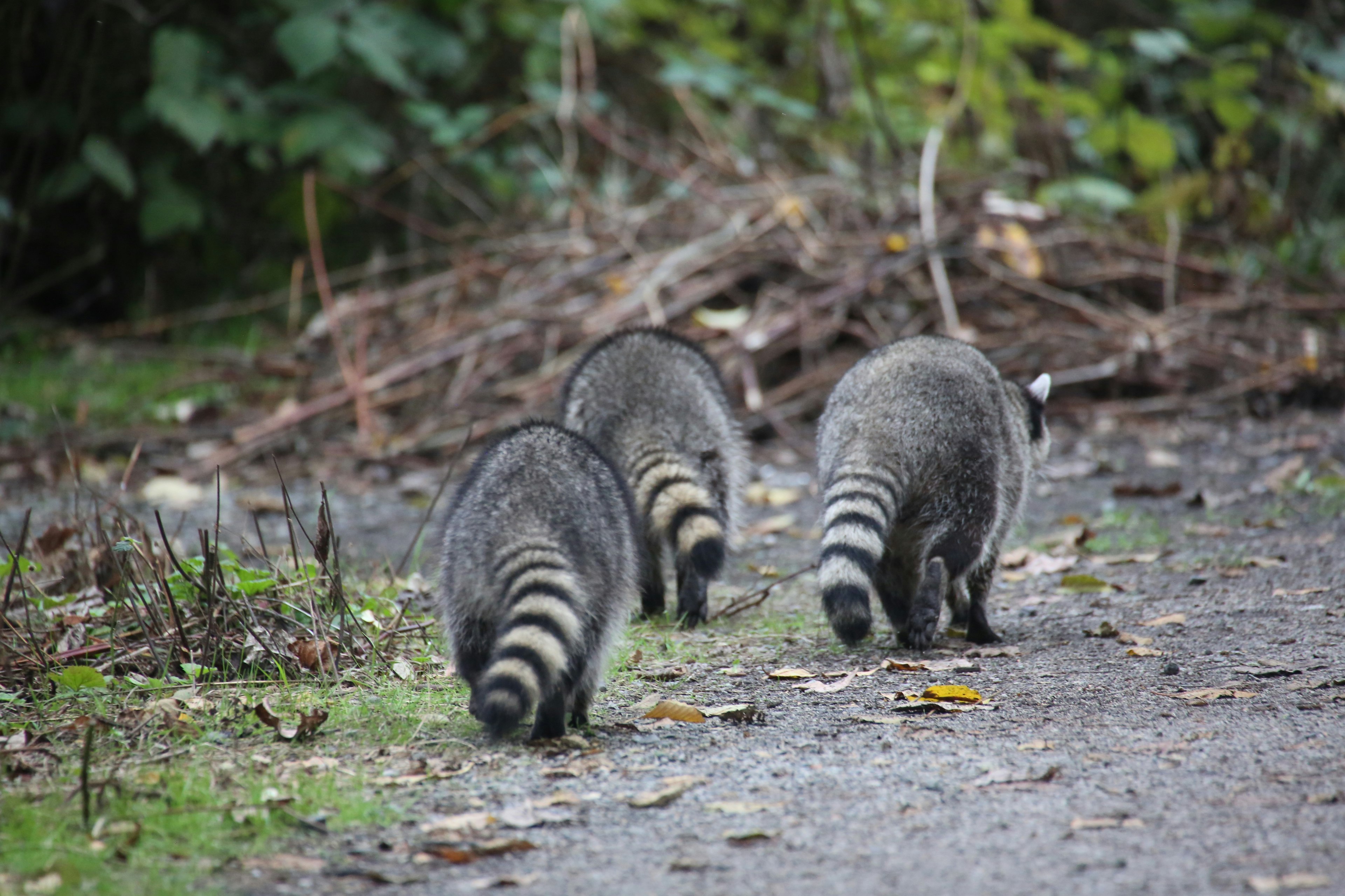 Three raccoons walking along a path in the forest