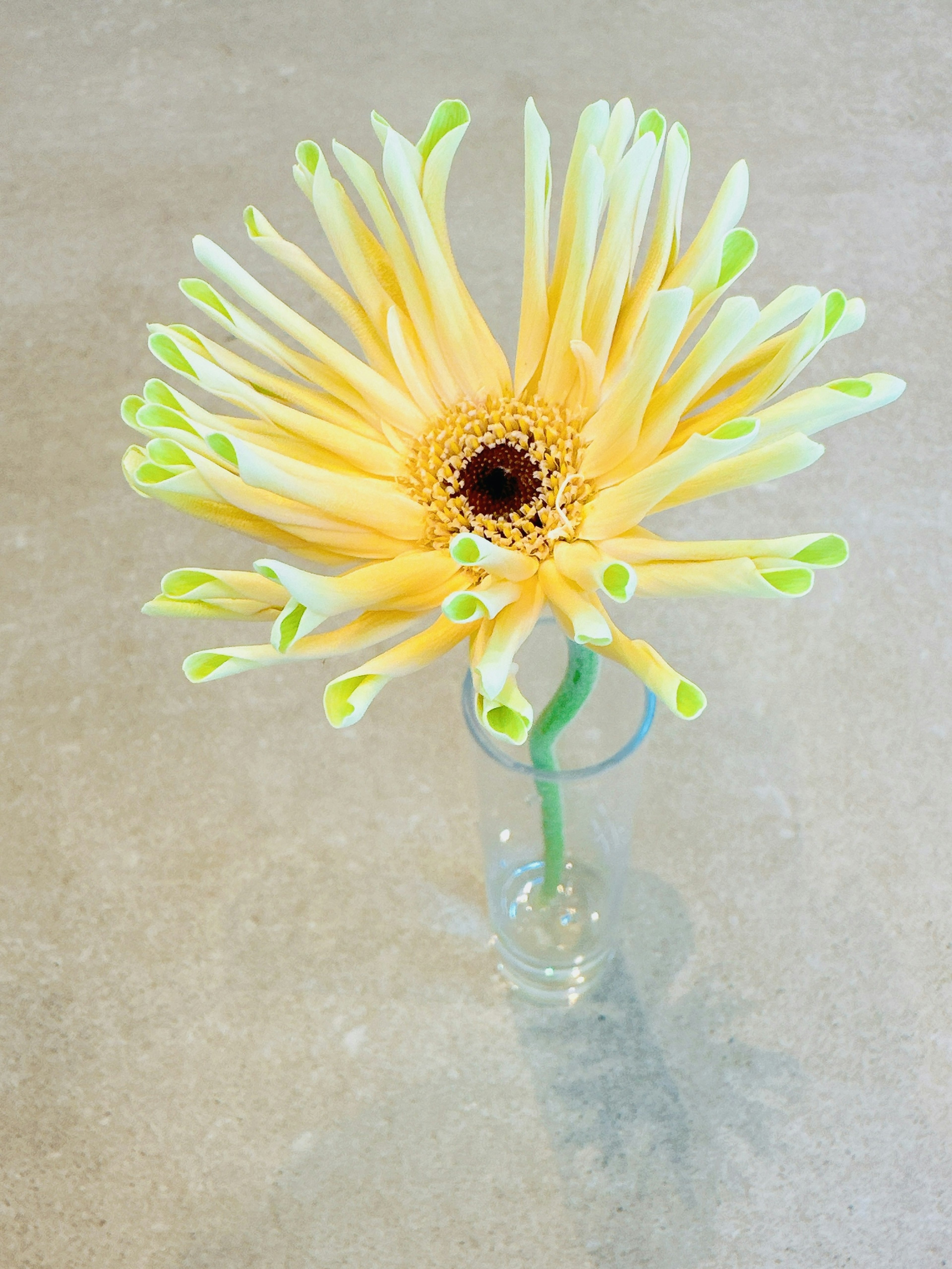 Fiore giallo e verde in un vaso trasparente