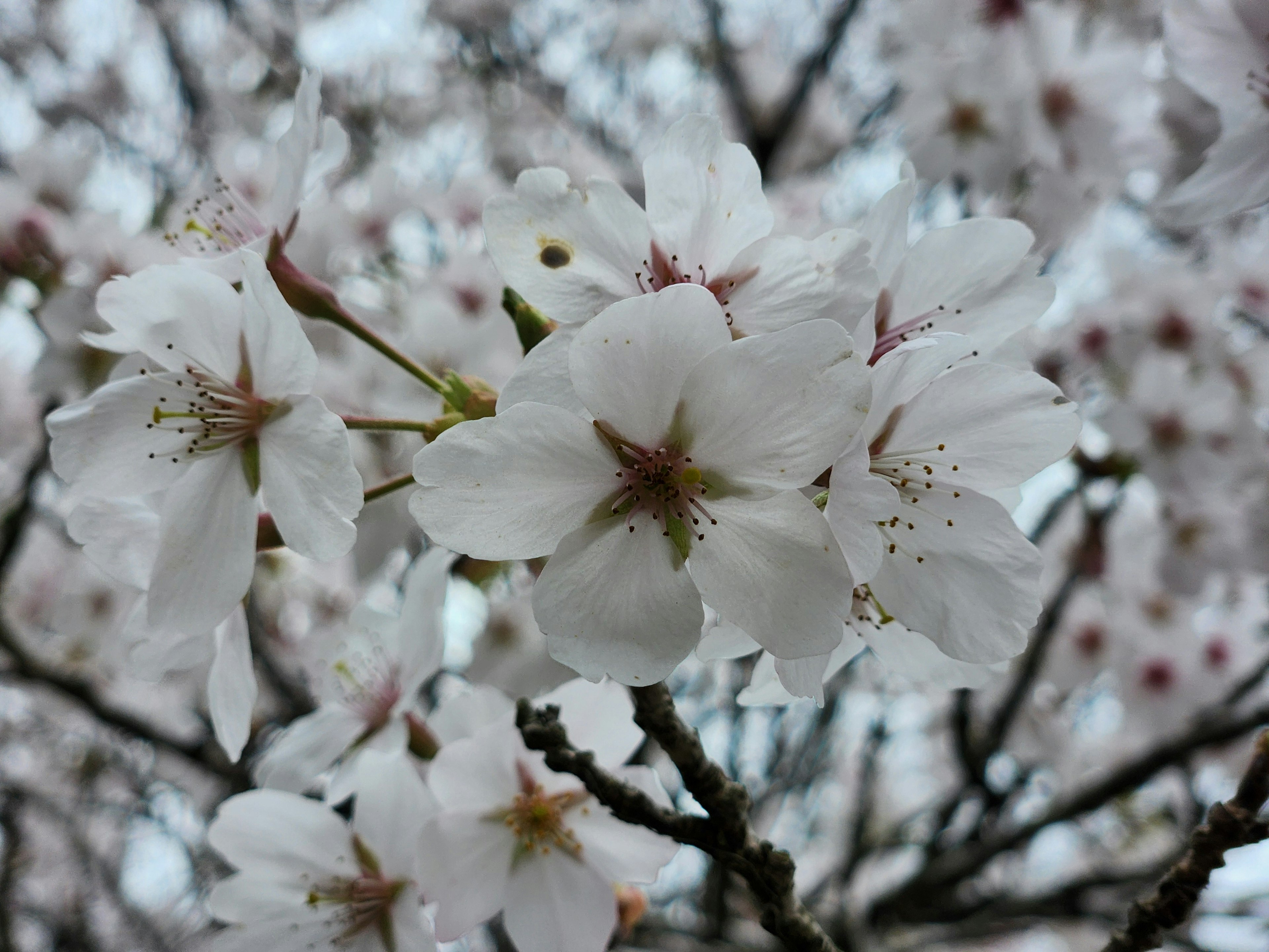 Close-up of white cherry blossoms on a branch