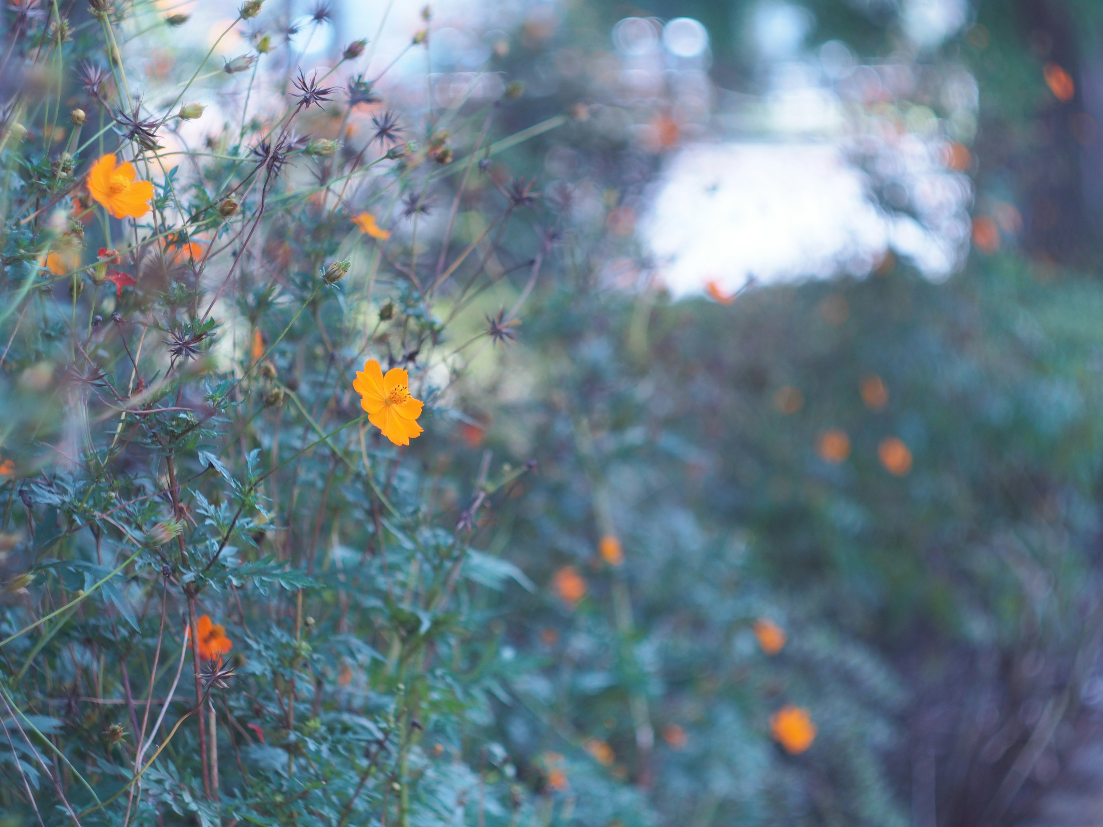 Green plants with blooming orange flowers in a soft focus background