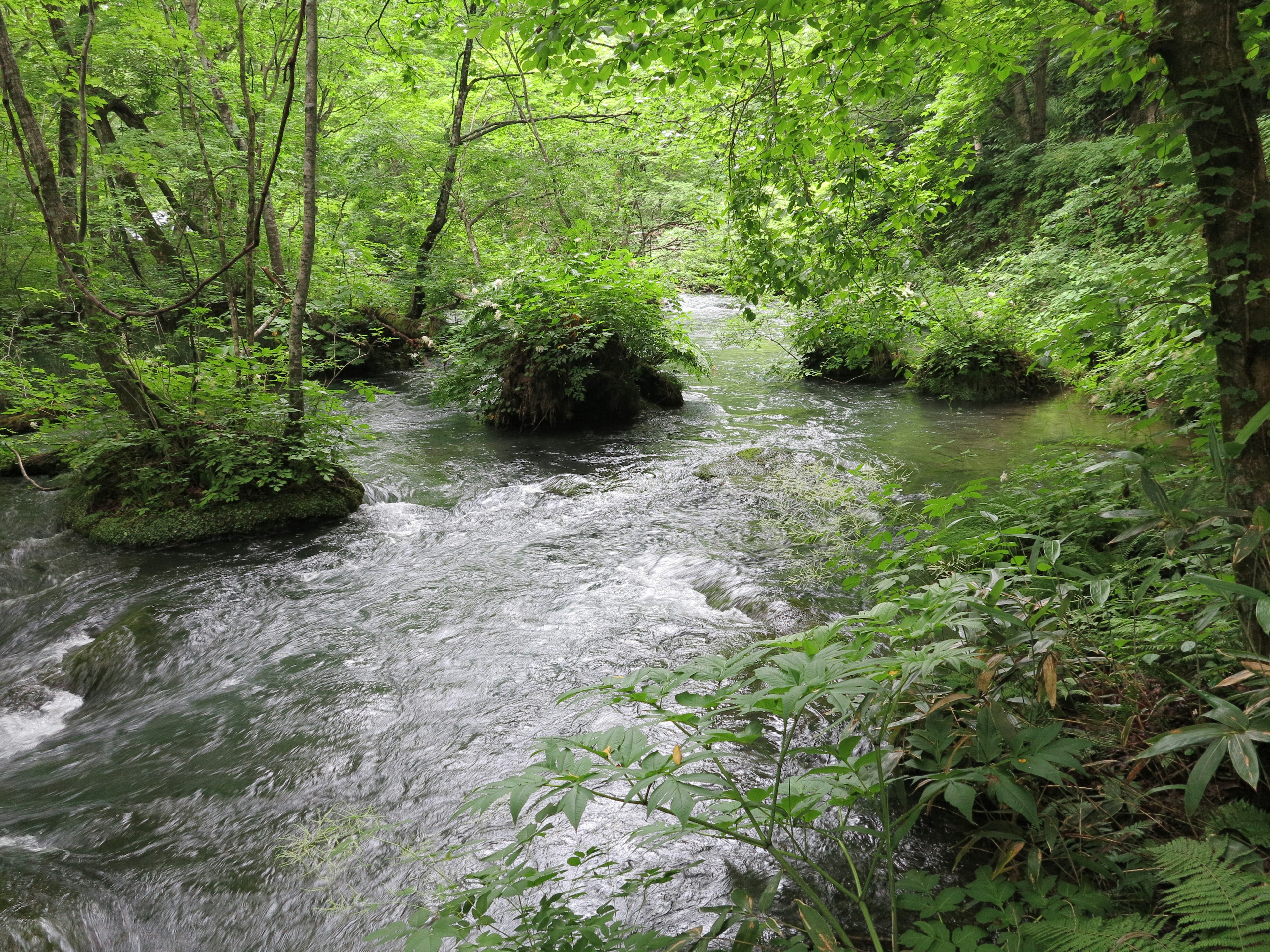 A flowing stream surrounded by lush greenery and rocks