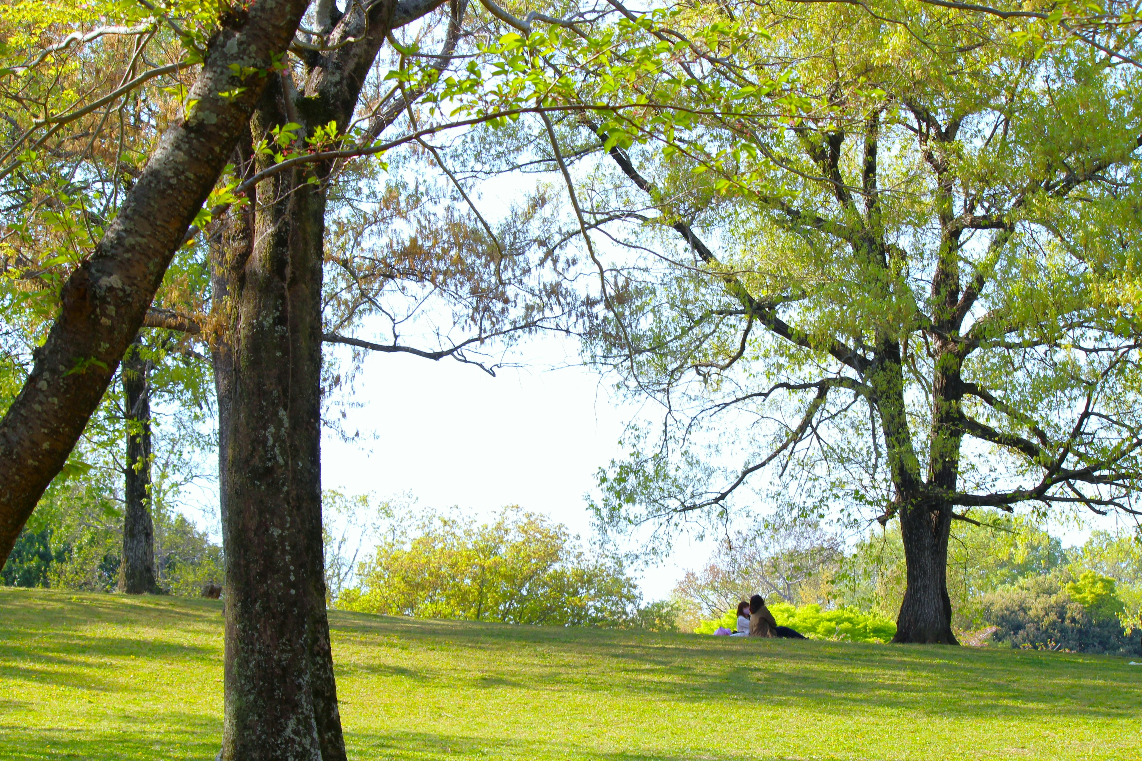 緑豊かな公園の風景、木々と芝生、遠くに座っている人