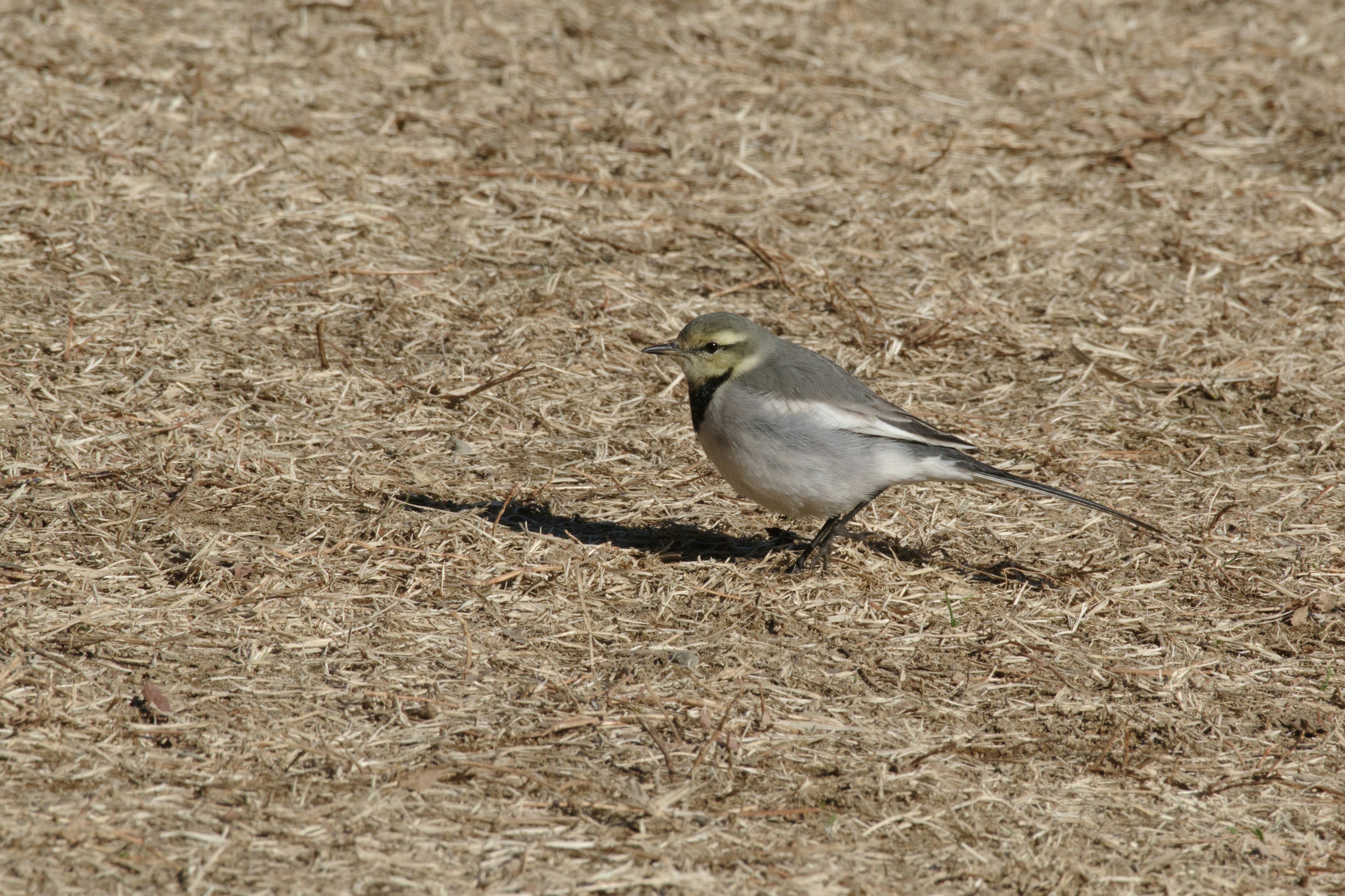 Un petit oiseau sur le sol avec des plumes grises et une tête jaune