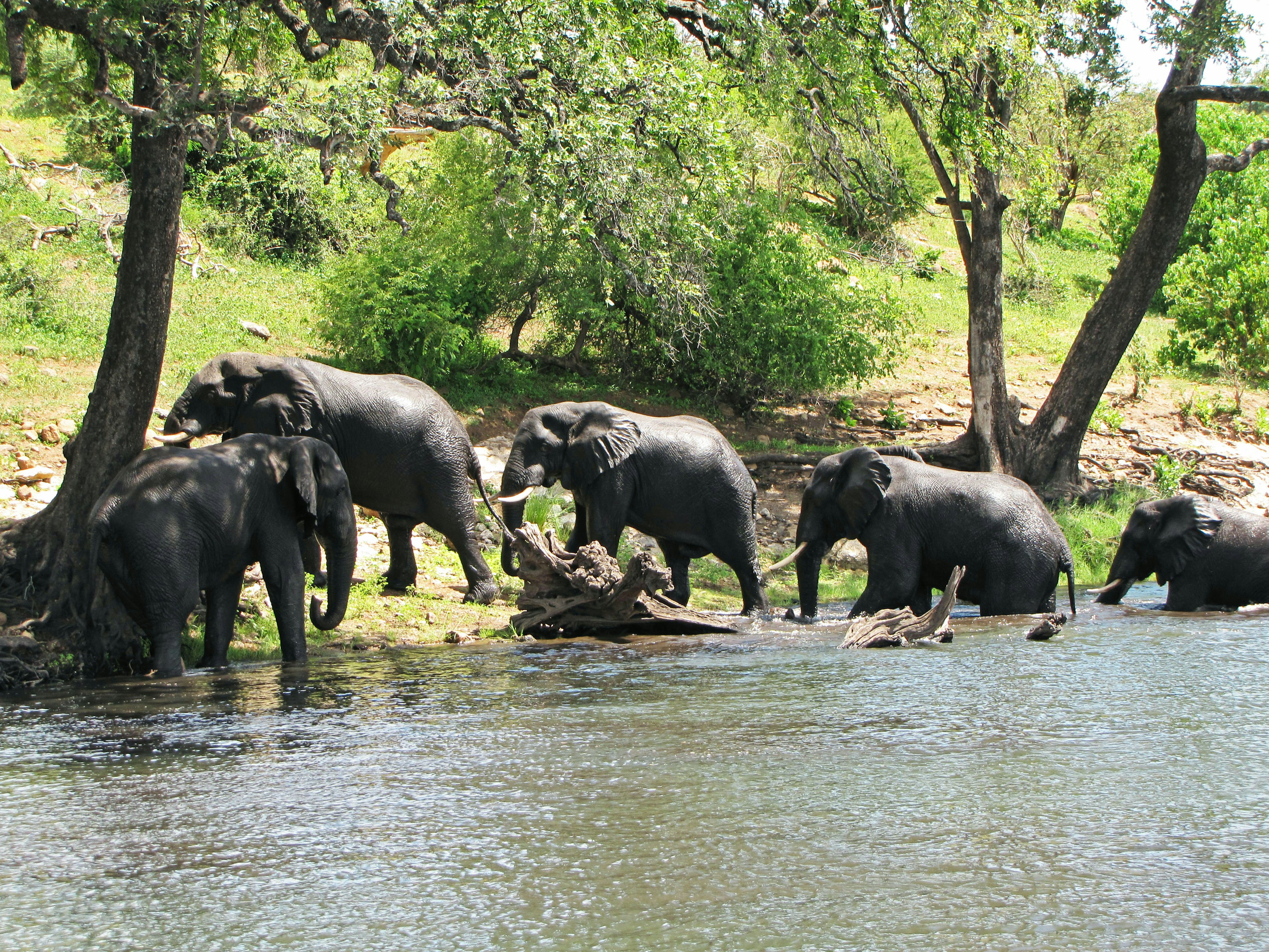 Sekumpulan gajah di dekat sungai pohon hijau di latar belakang