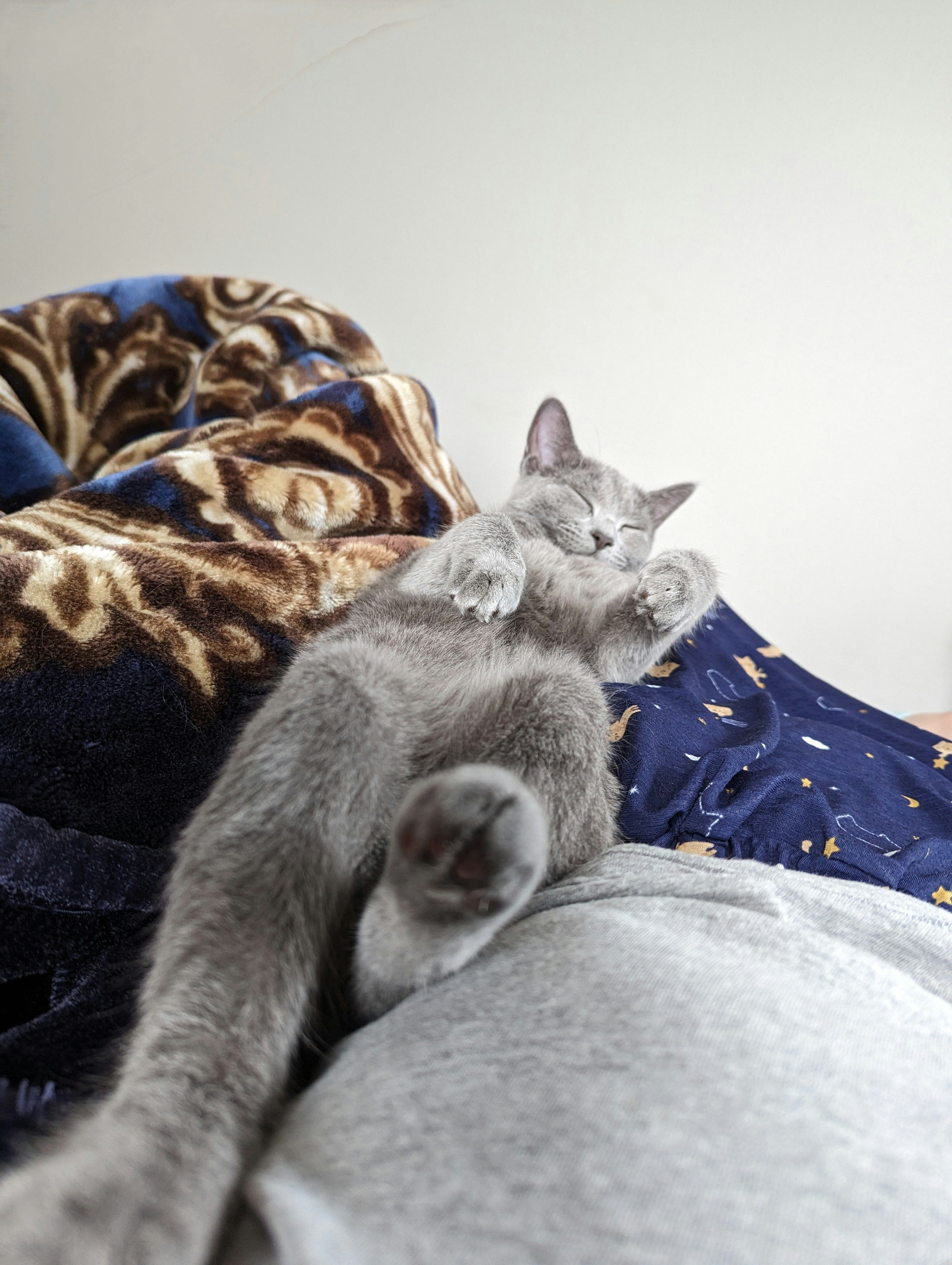 Gray cat lounging on a blanket