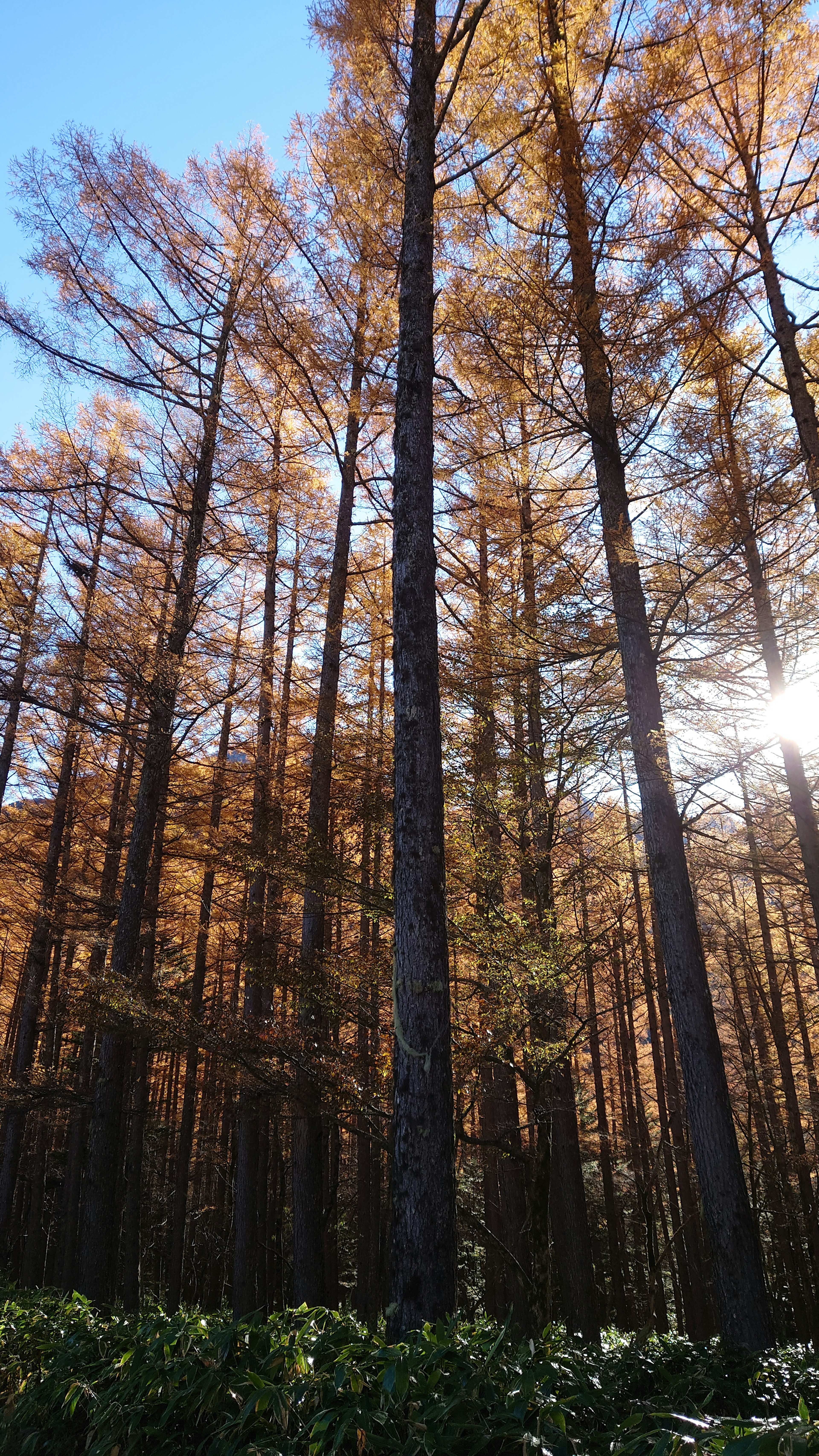 Waldszene mit hohen Bäumen, die Herbstblätter unter einem blauen Himmel zeigen