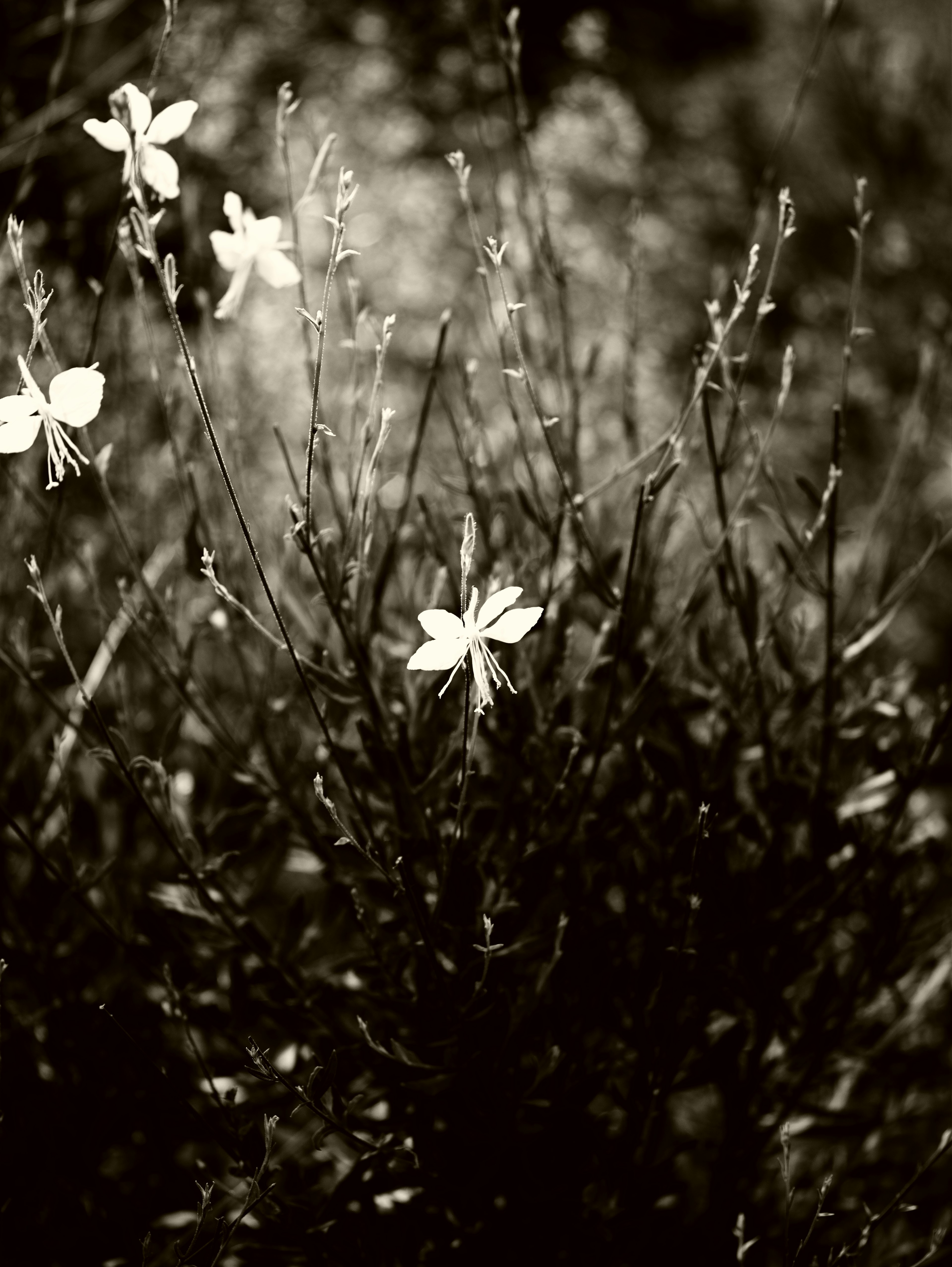 Weiße Blumen blühen vor einem schwarz-weißen Hintergrund