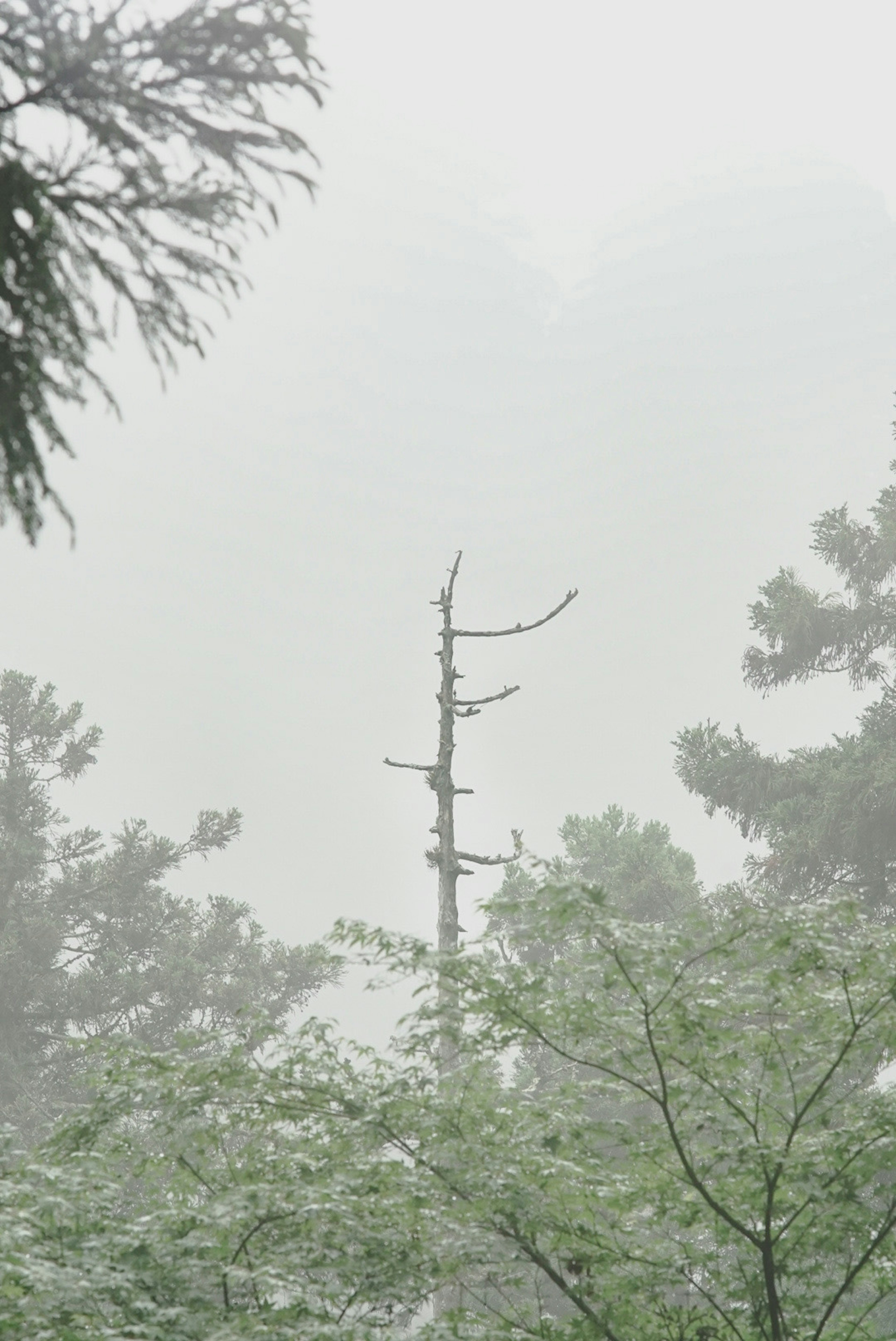 Un albero morto in piedi nella nebbia con fogliame verde circostante