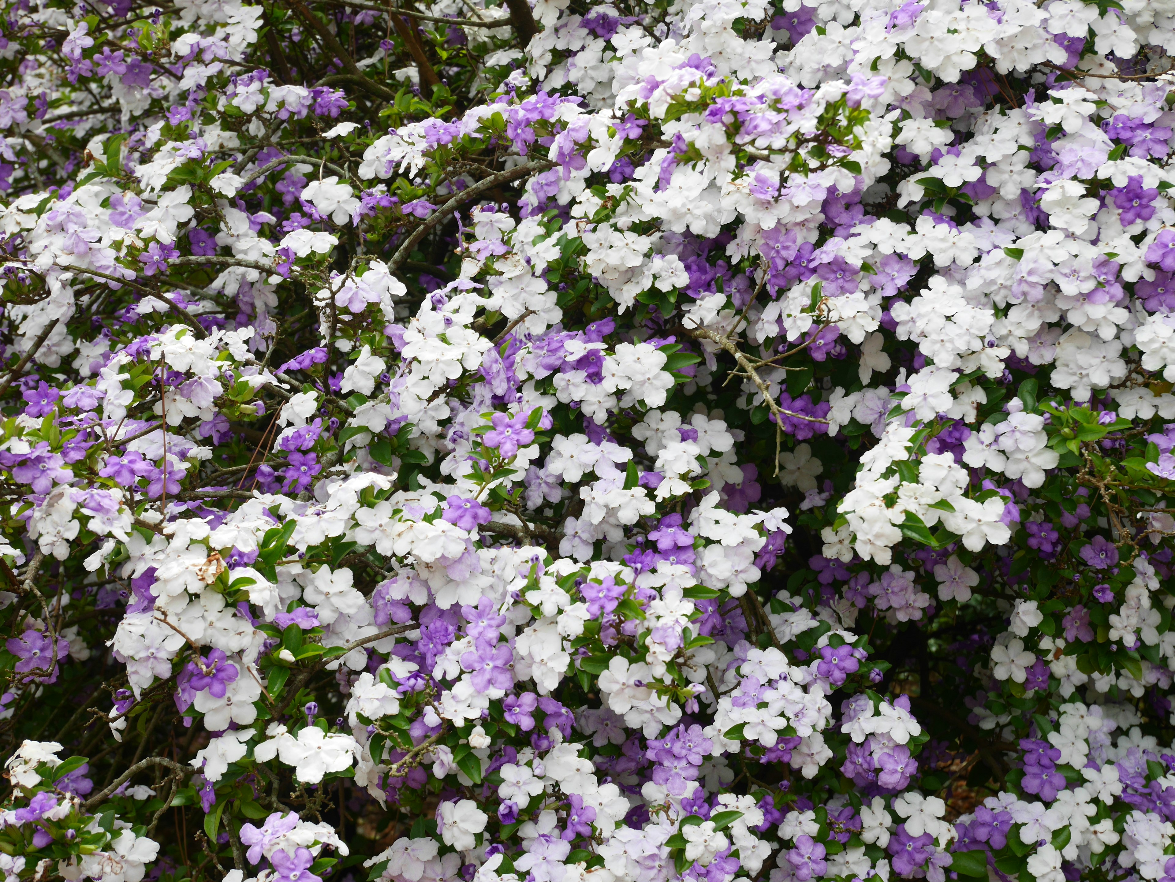 Un beau mur de fleurs blanches et violettes denses