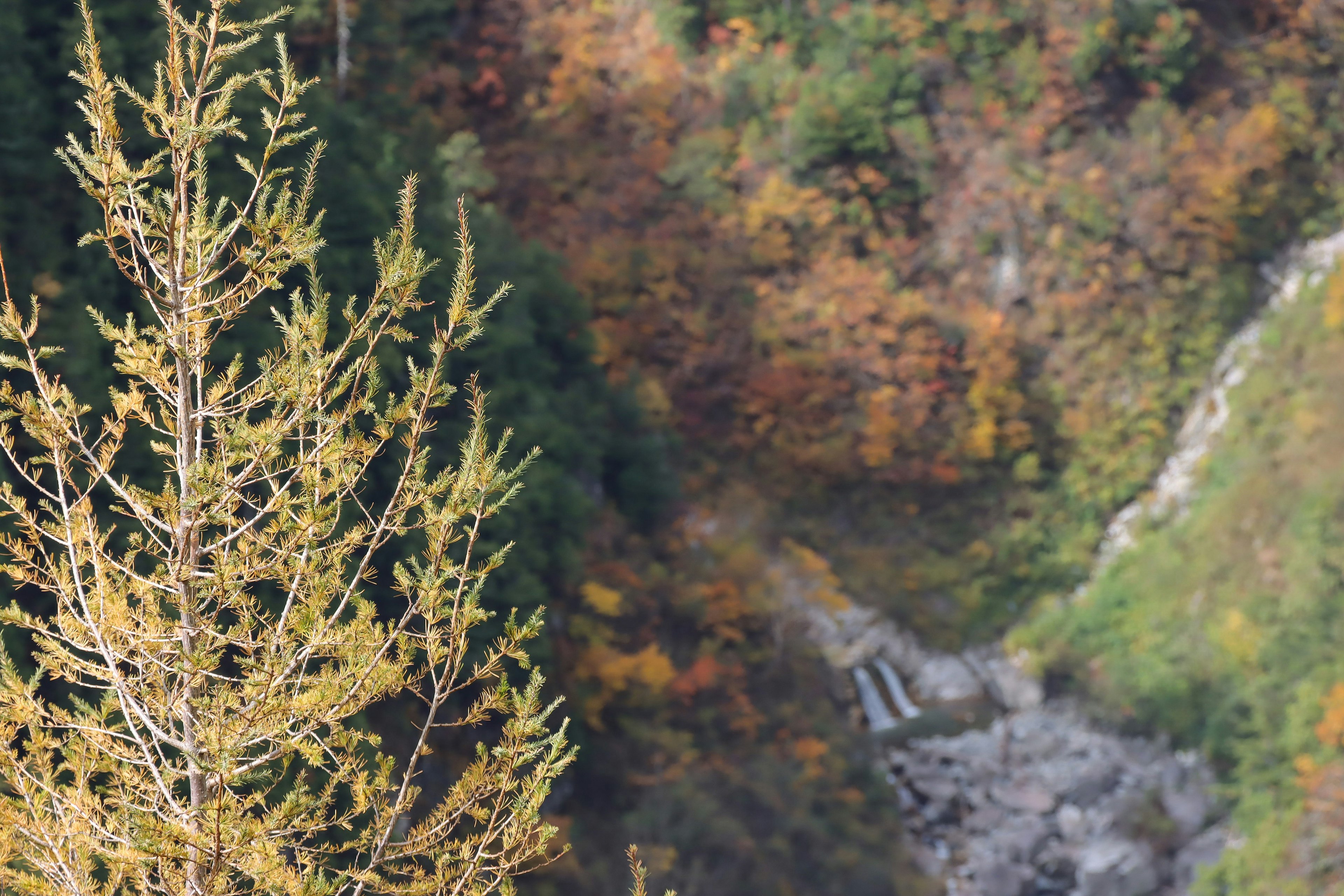 Vista escénica de follaje de otoño y una cascada