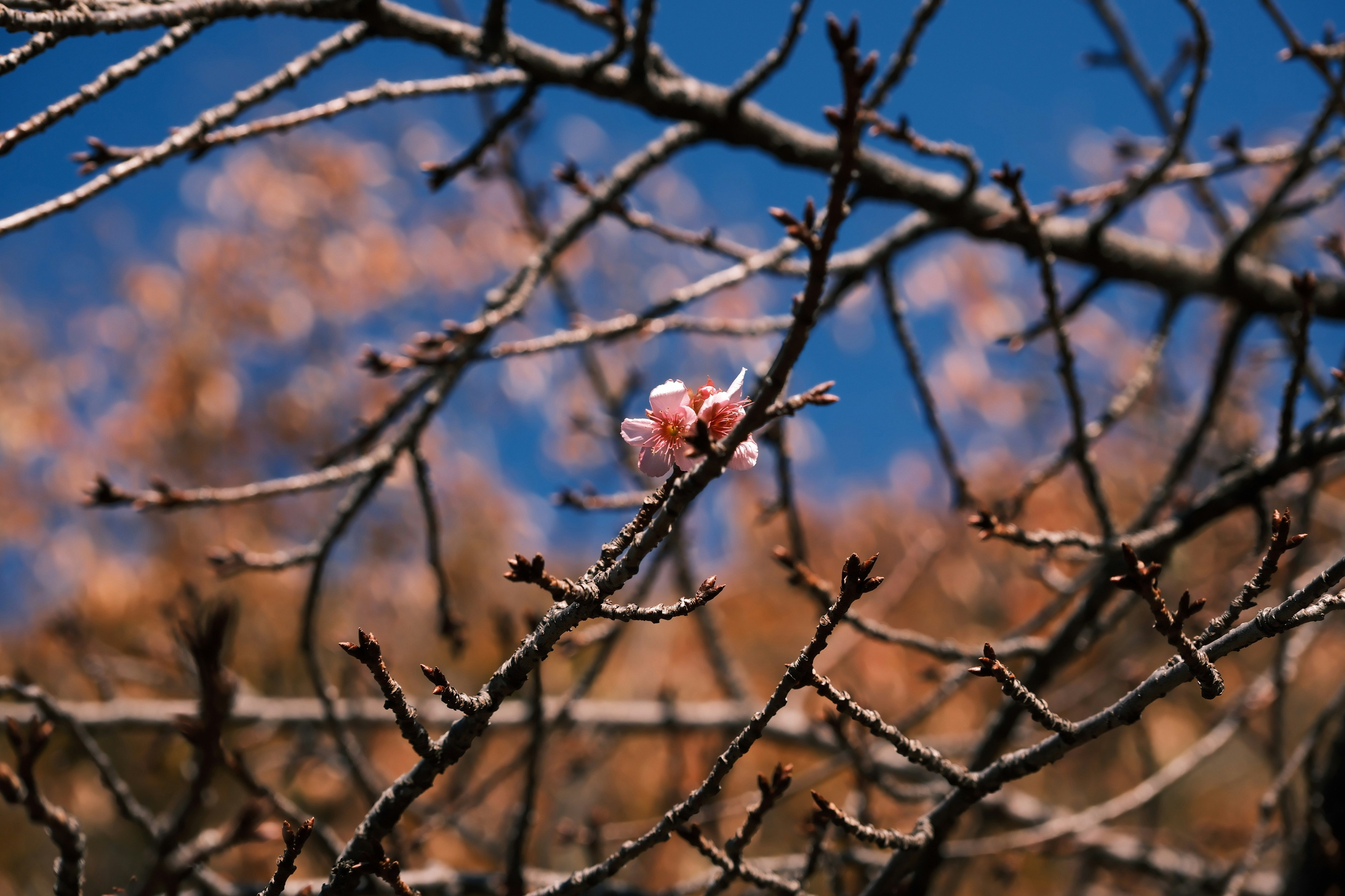 A pink flower blooming on a branch under a blue sky with dried branches