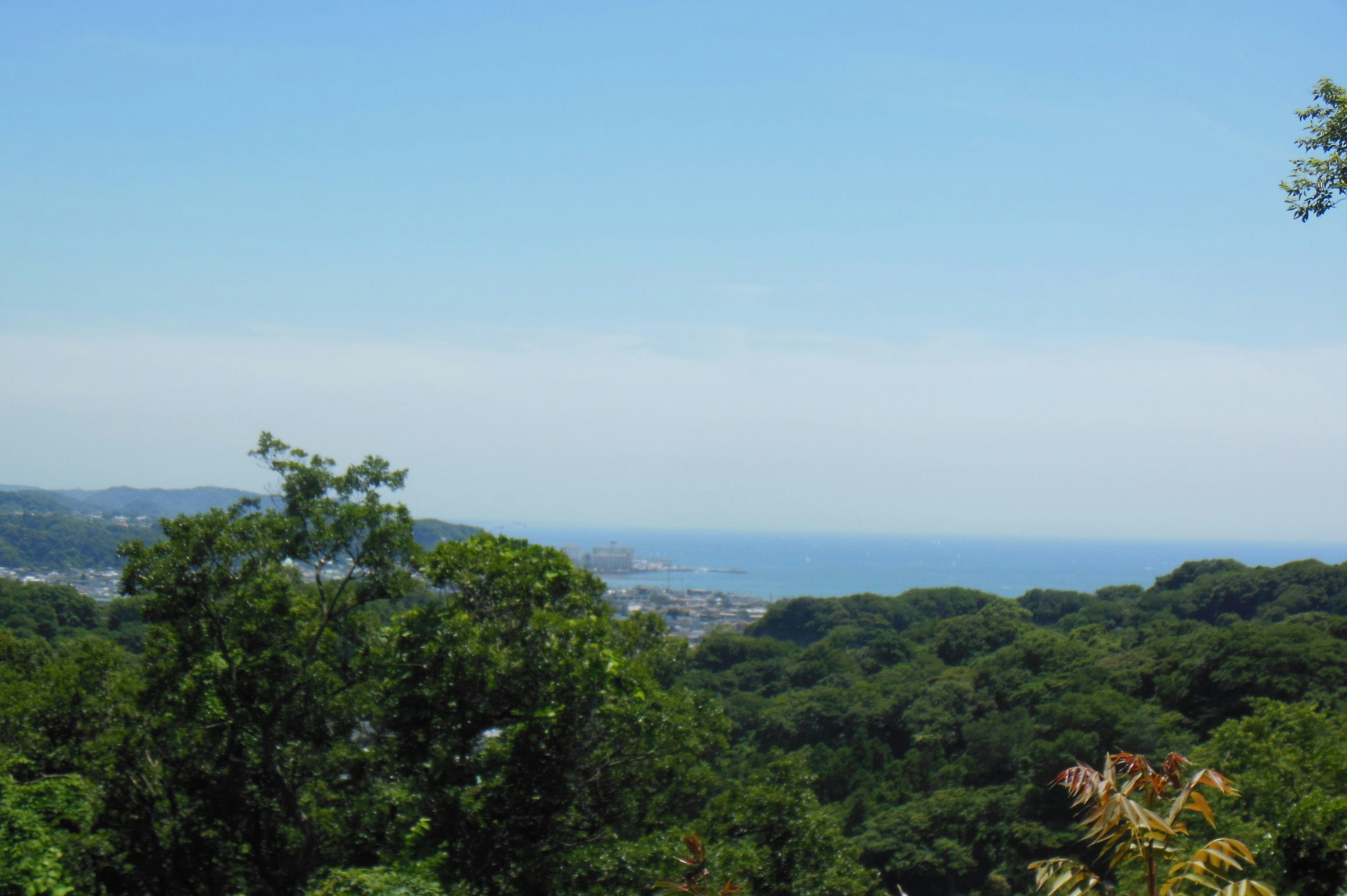 Landscape with blue sky and green trees ocean visible in the distance