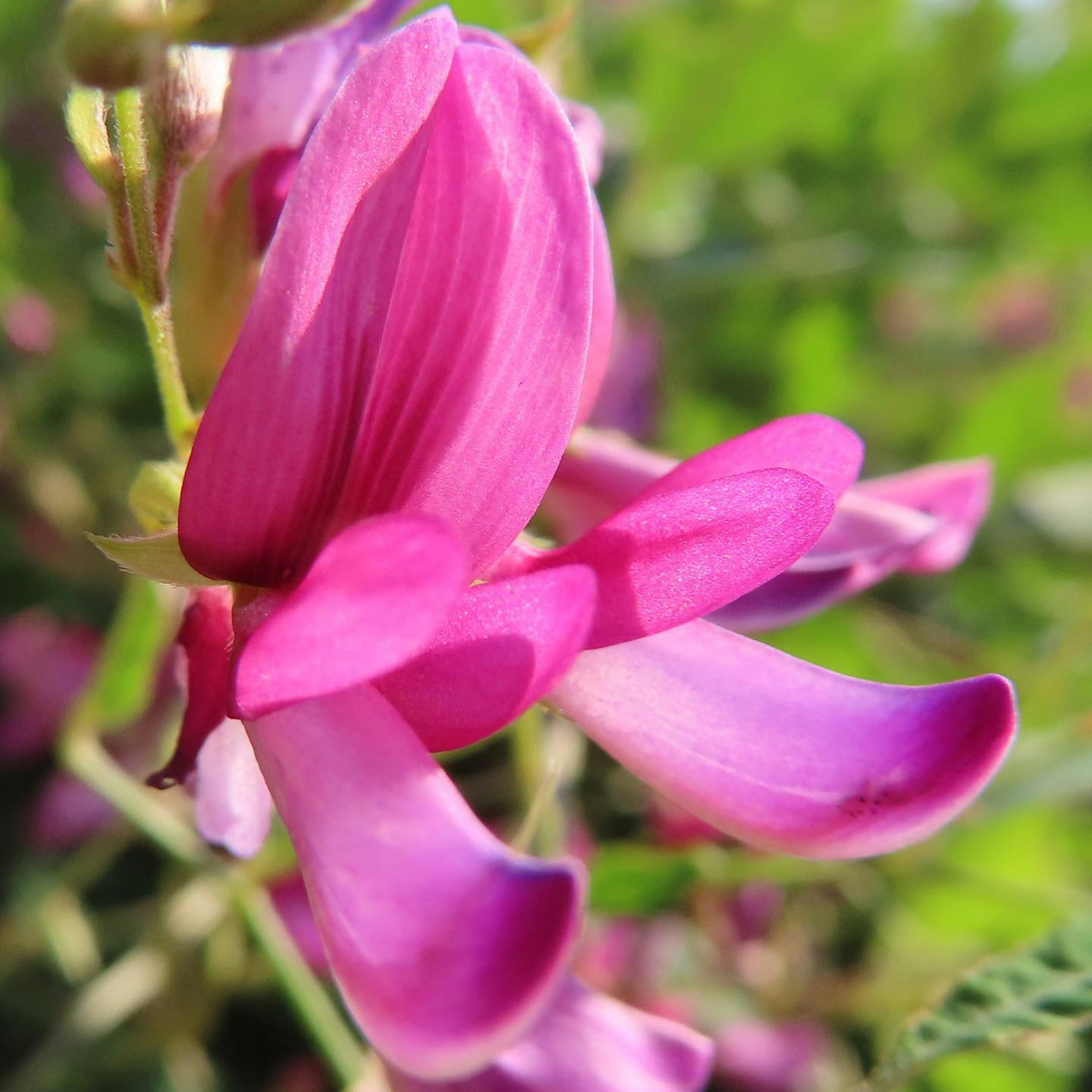 Primer plano de una planta con pétalos rosados vibrantes