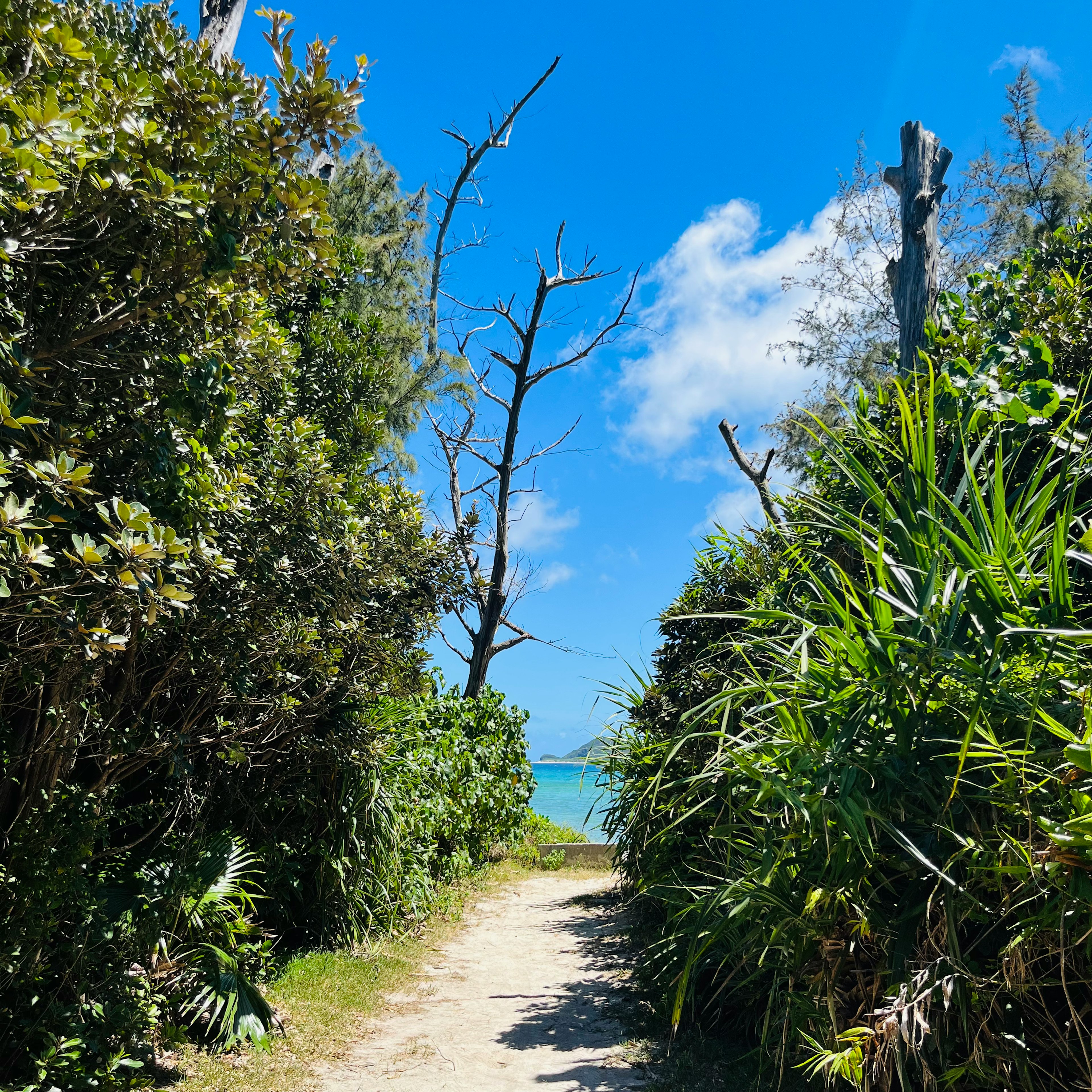 青い空と緑の植物に囲まれた小道が海に続いている風景