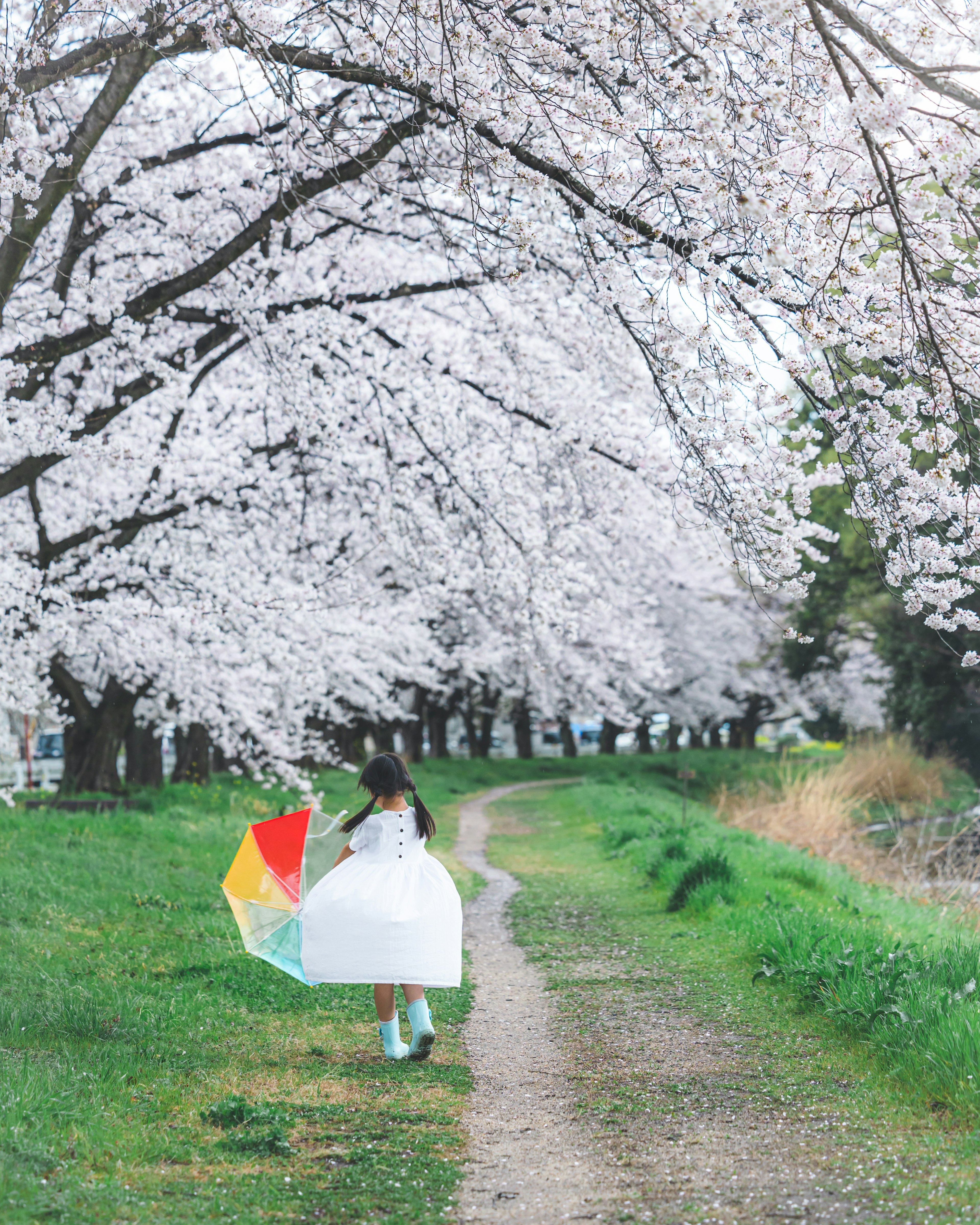 桜の木の下を歩く女性の後ろ姿とカラフルな傘