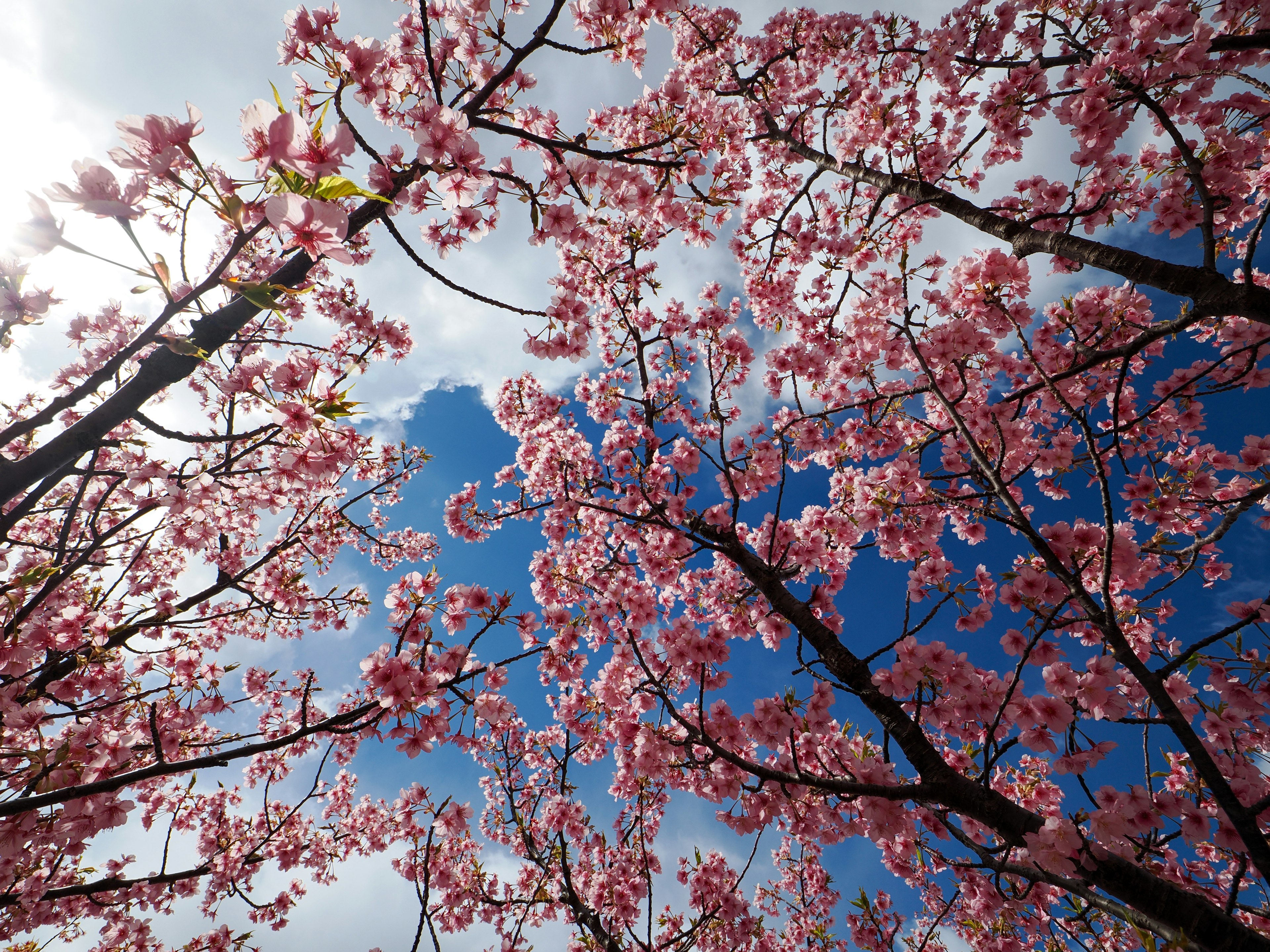 Bunga sakura mekar penuh di latar belakang langit biru