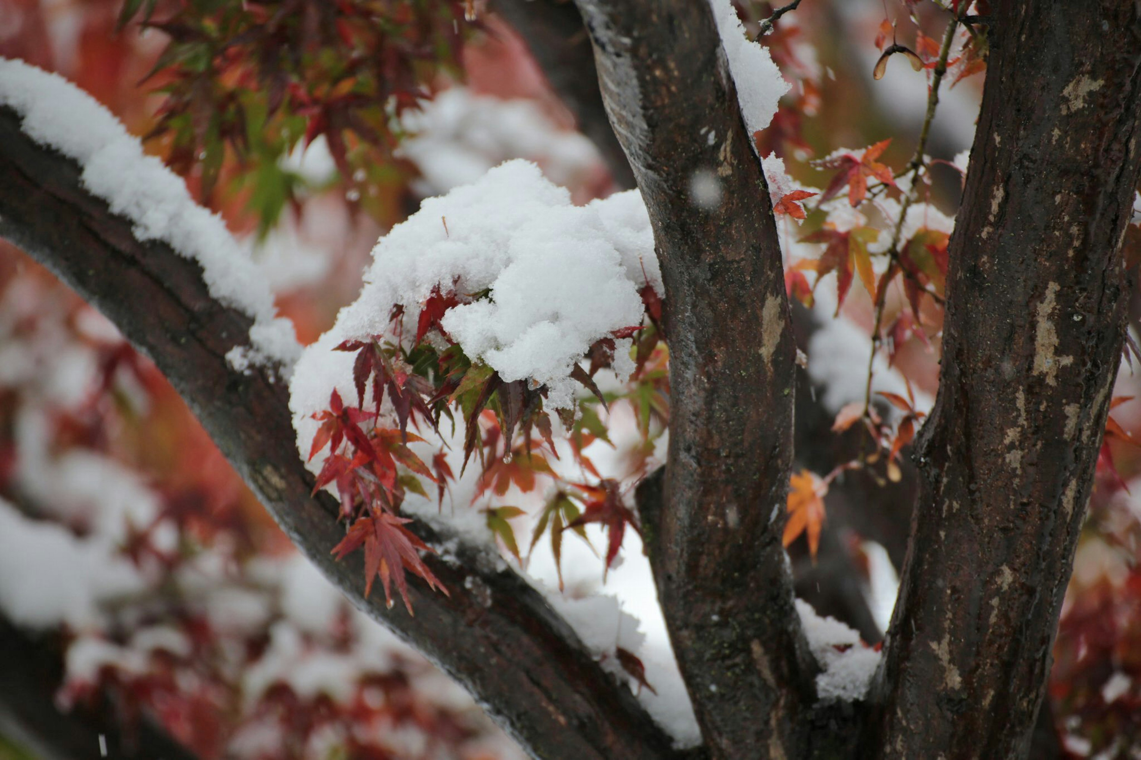 特寫鏡頭，雪覆蓋的紅葉樹