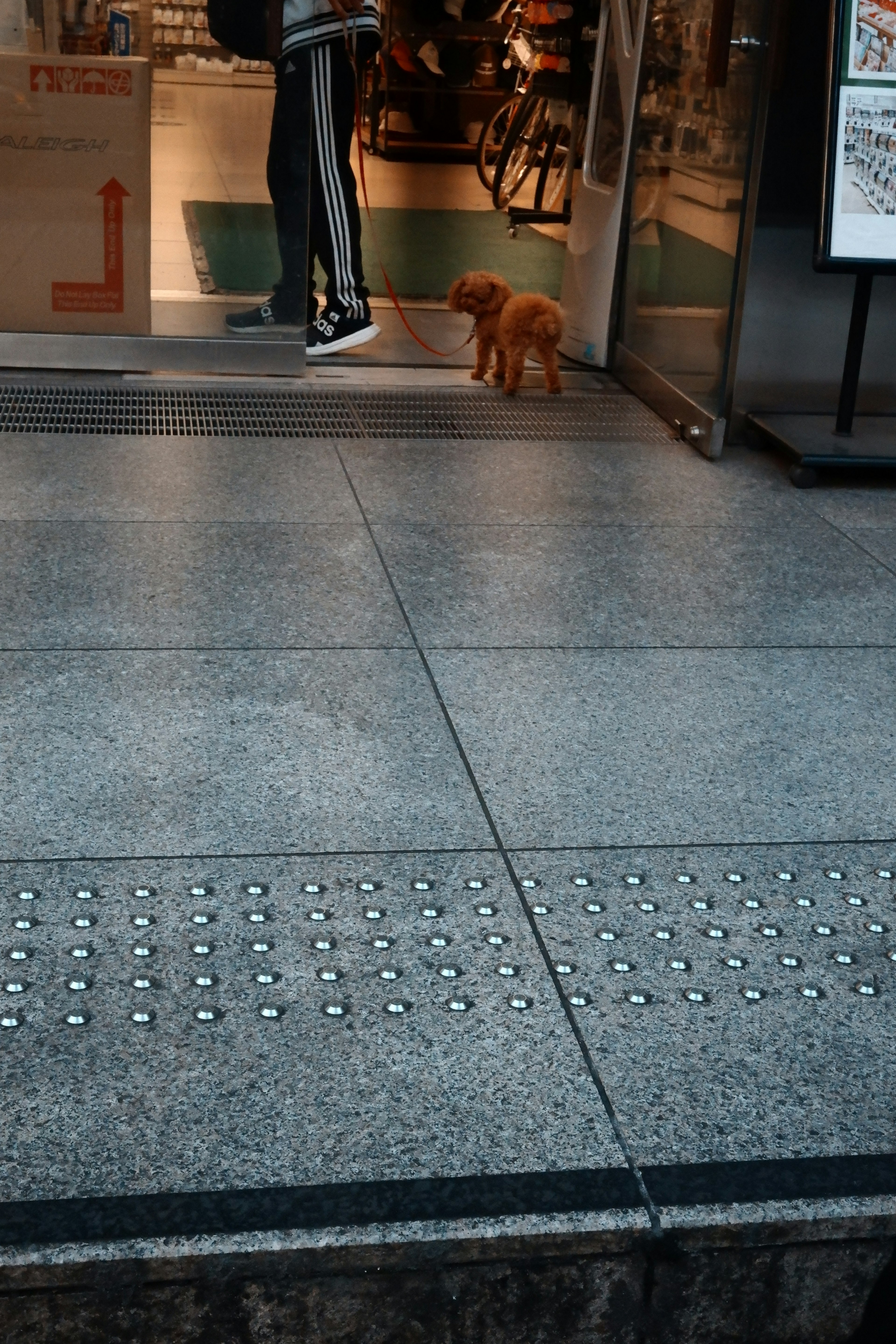 Un piccolo cane marrone in piedi davanti a una porta accanto a una persona