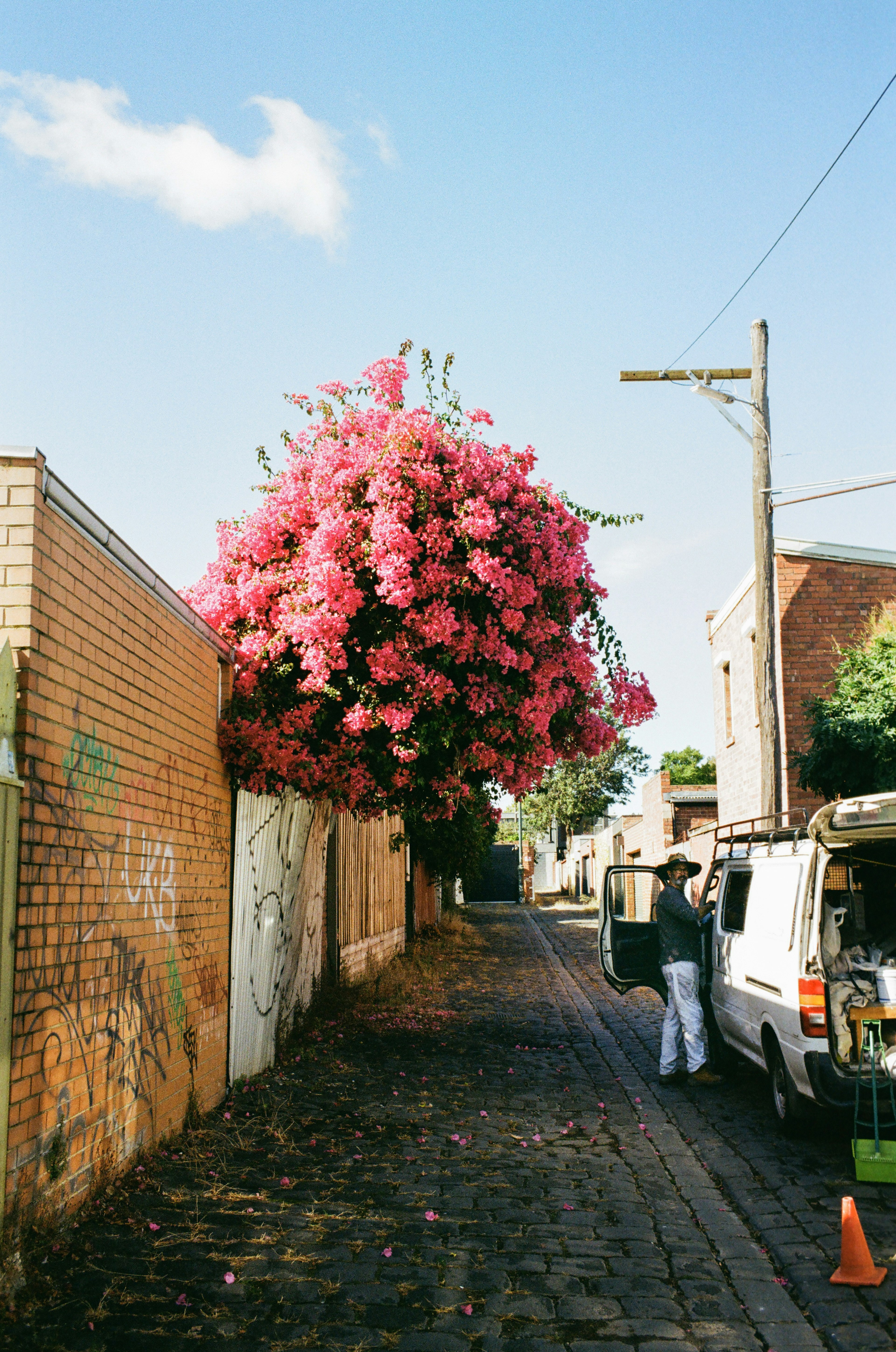 Fiori rosa vivaci che cadono da un muro sotto un cielo blu