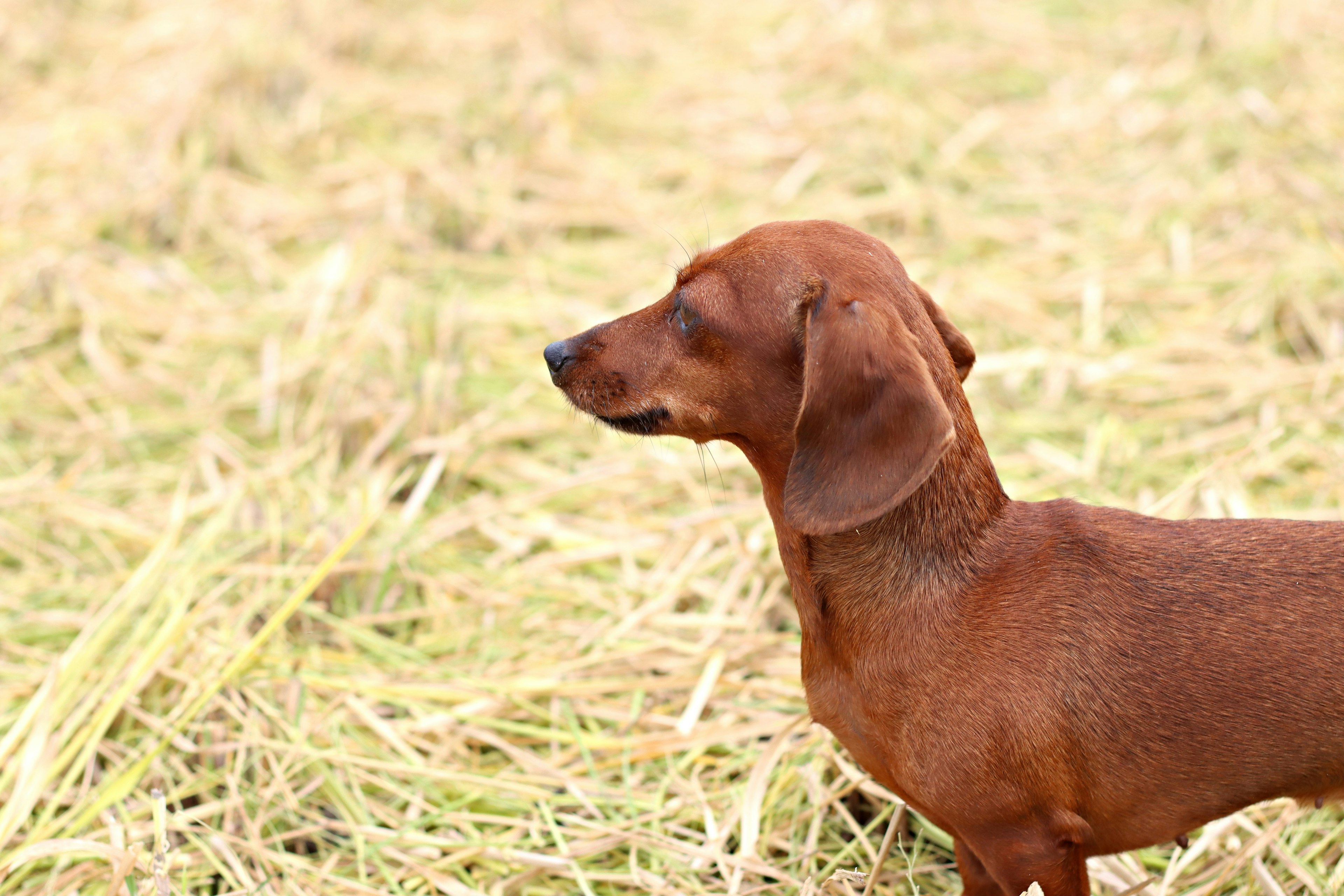 Chó dachshund nâu đứng trong cánh đồng cỏ khô