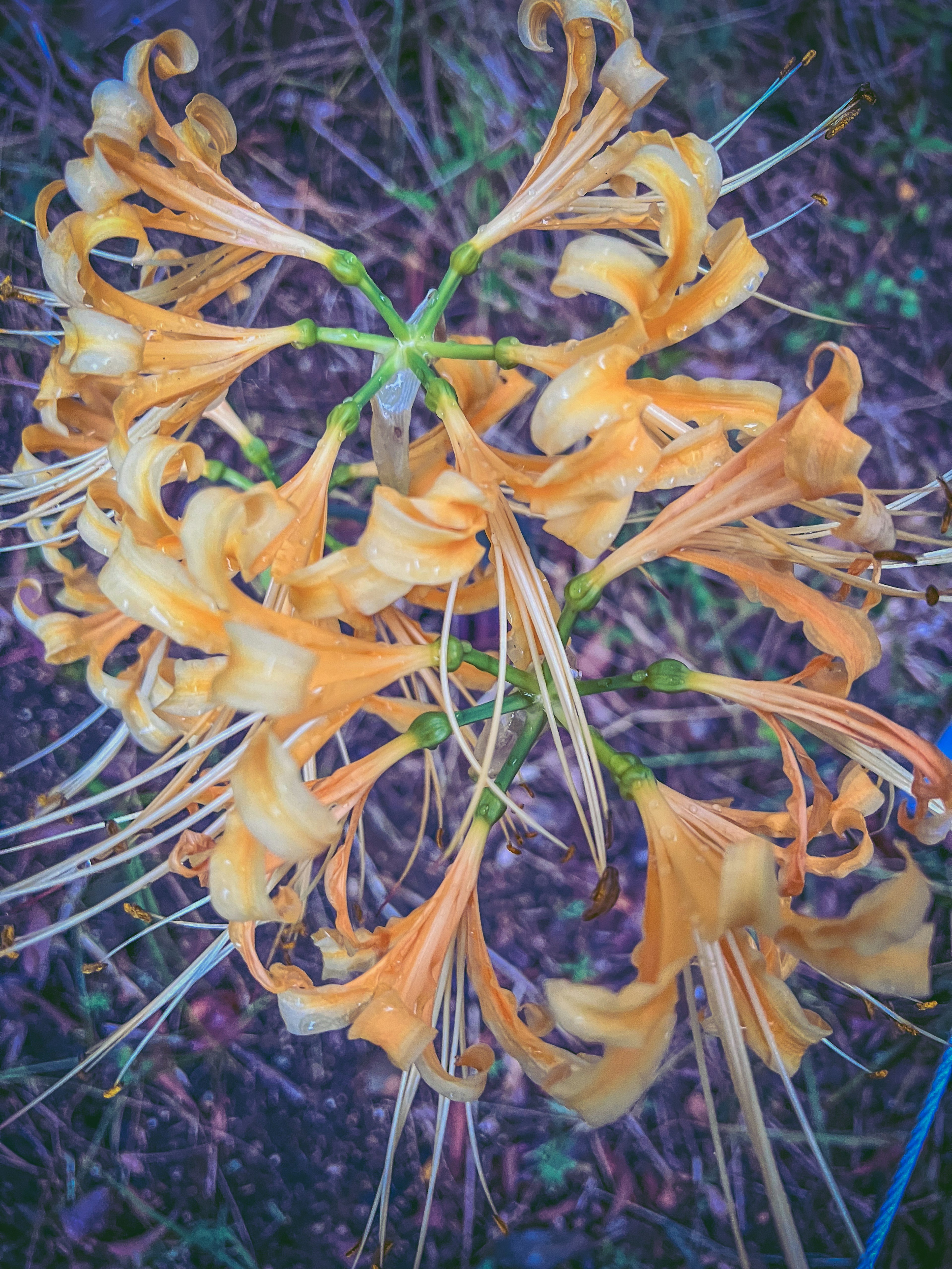 Draufsicht auf eine Pflanze mit auffälligen gelben Blumen