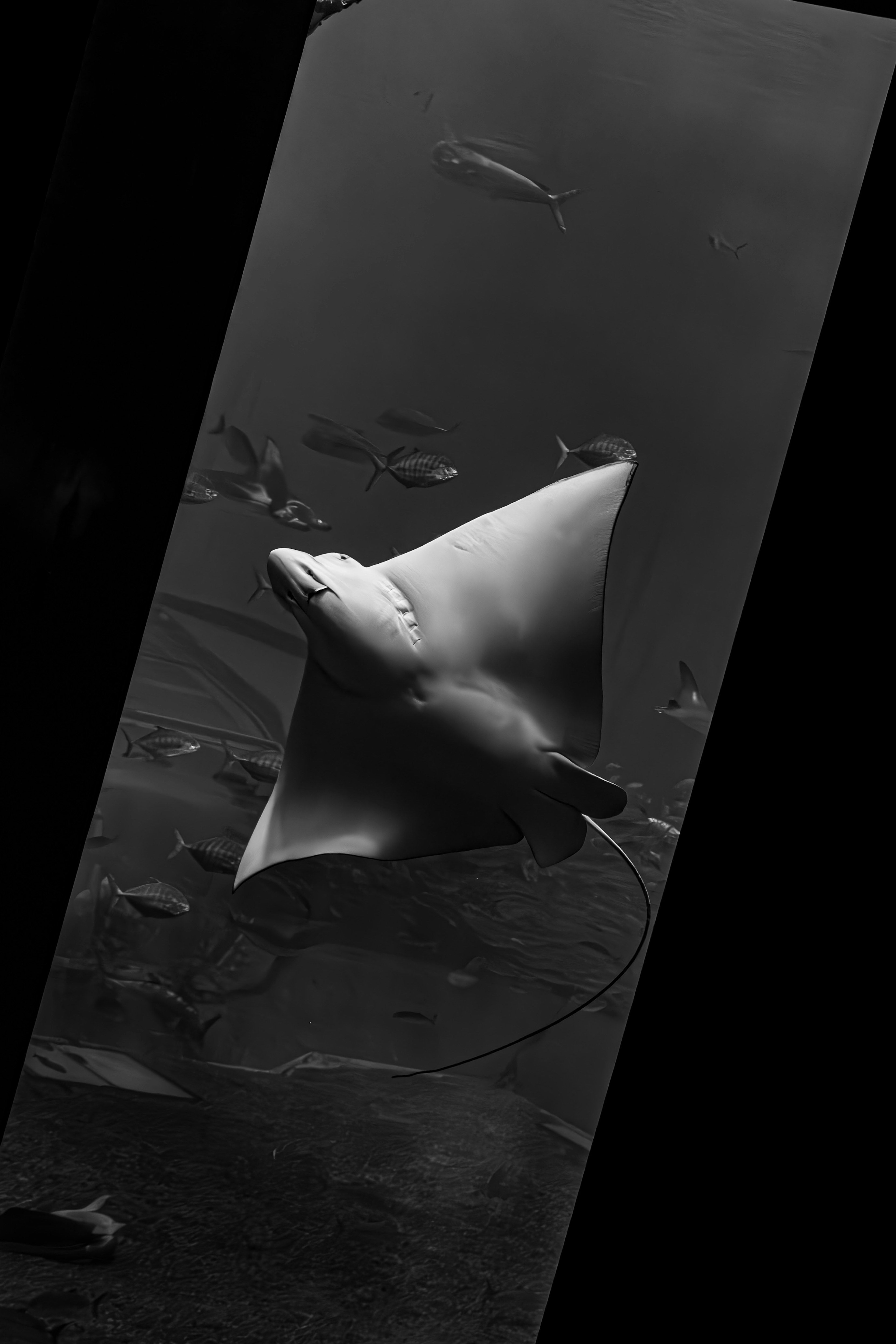 A stingray gracefully swimming underwater surrounded by fish