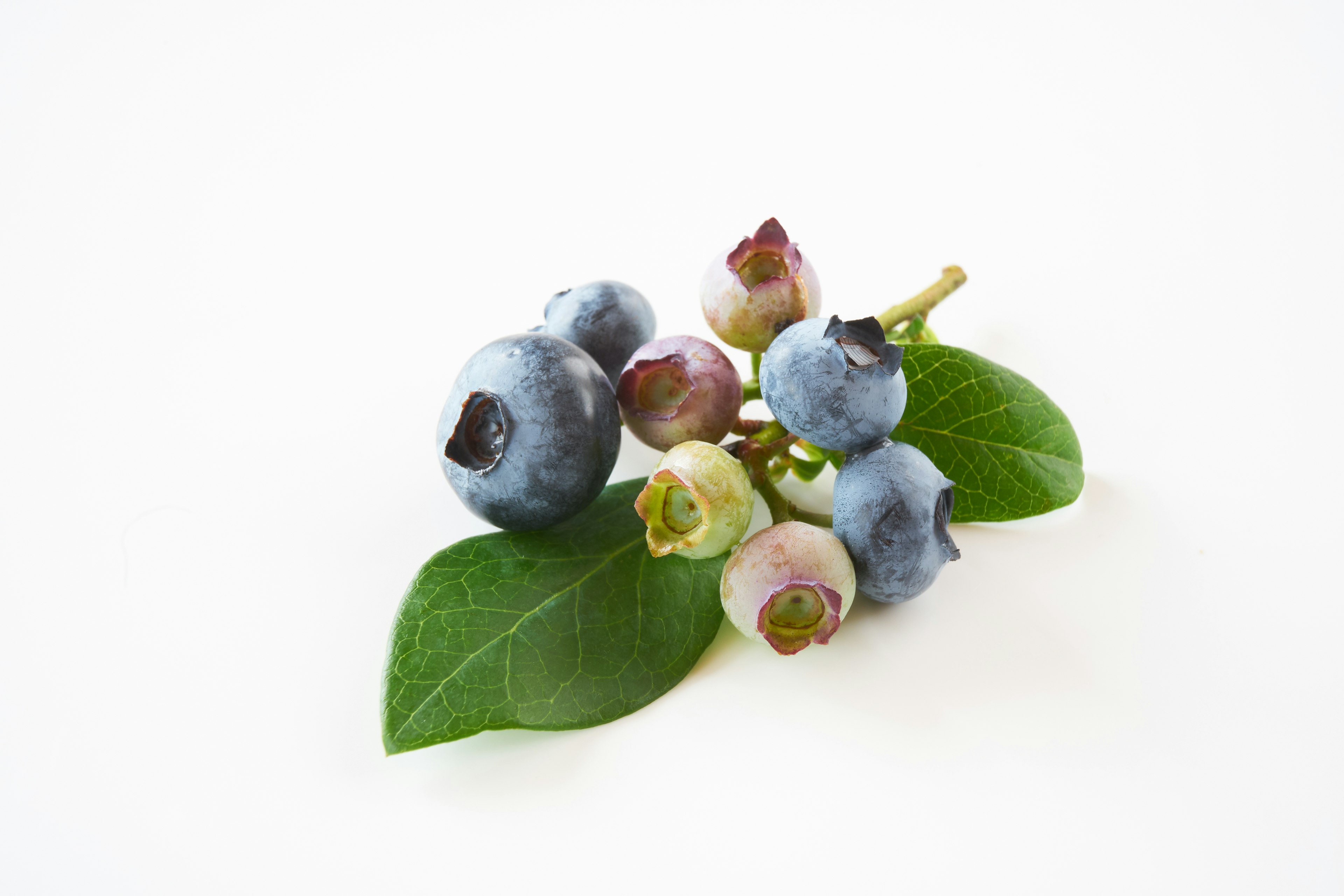 Frischer Haufen Heidelbeeren mit grünen Blättern