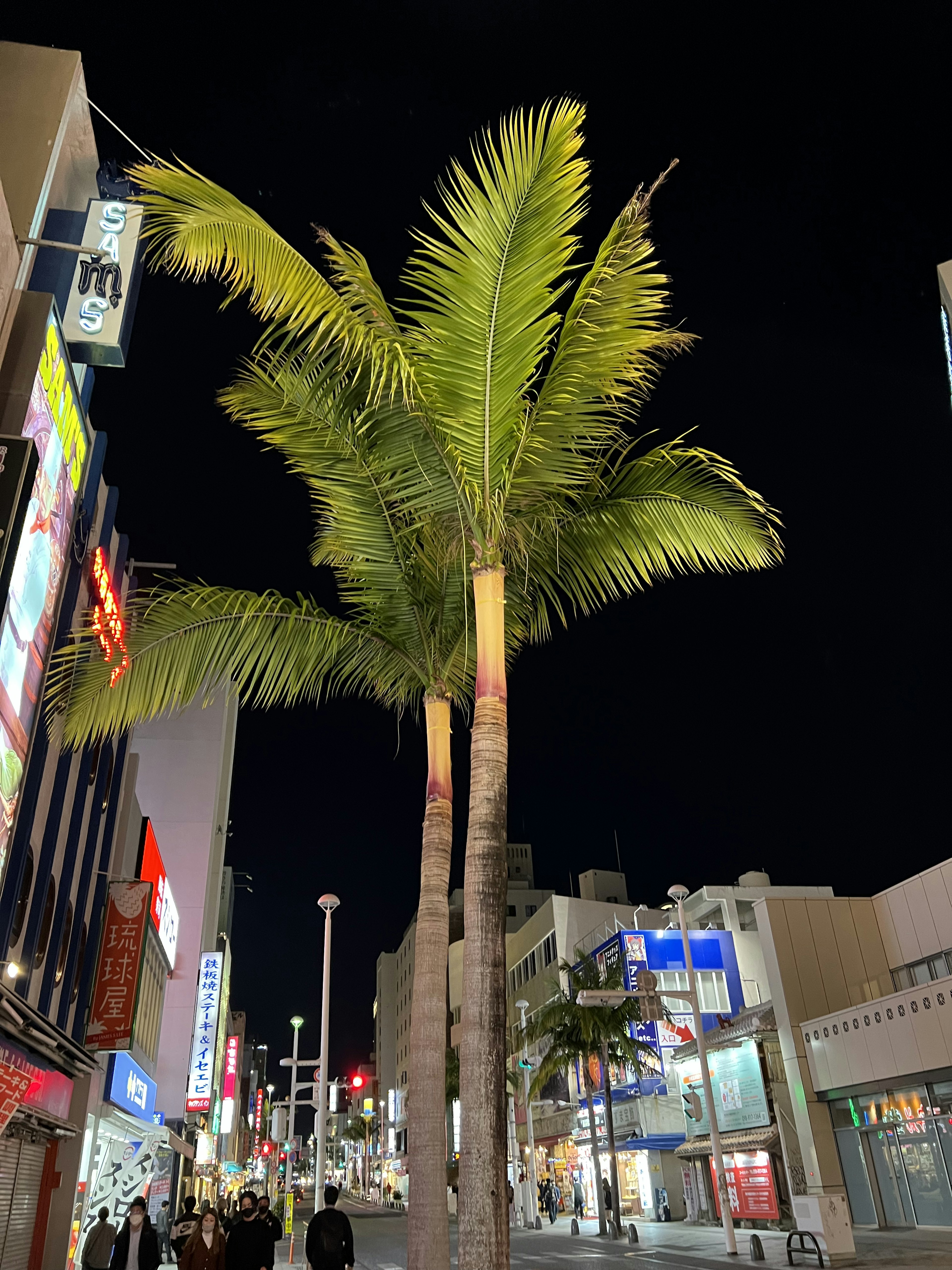 夜の街並みの中にそびえるヤシの木