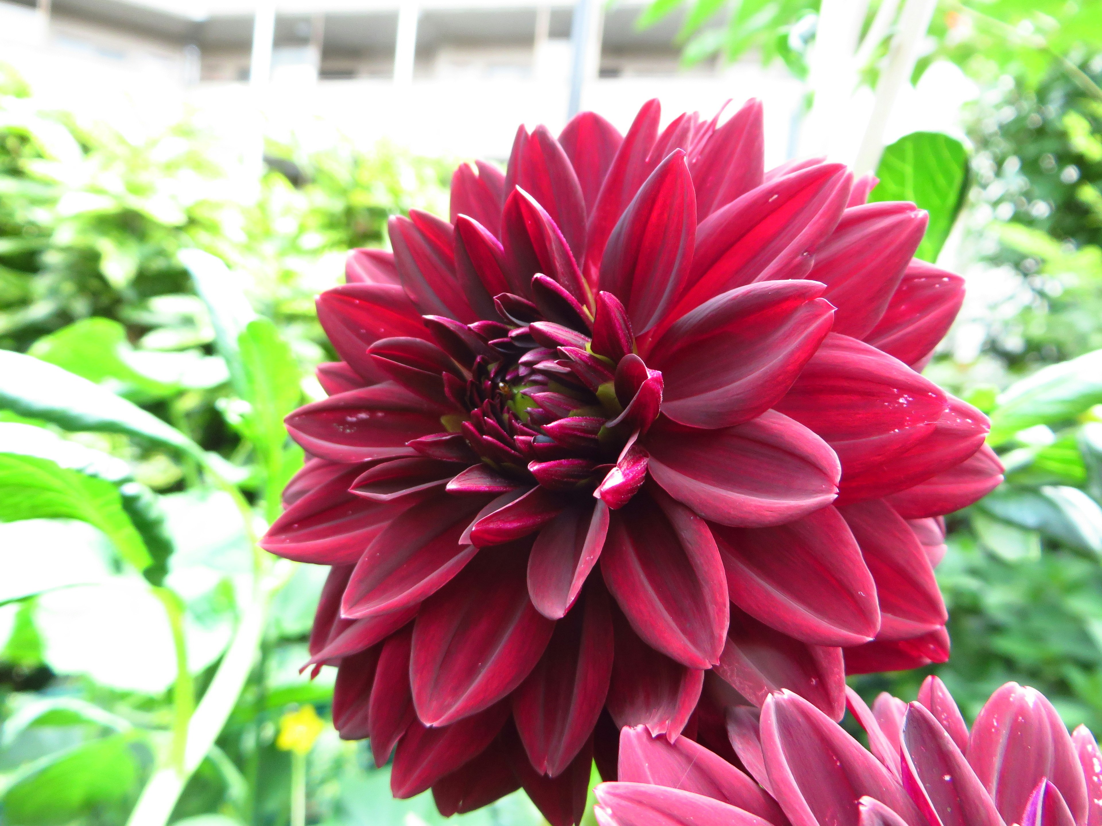 鮮やかな赤いダリアの花が緑の背景に映える